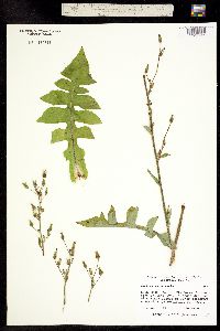 Image of Lactuca canadensis