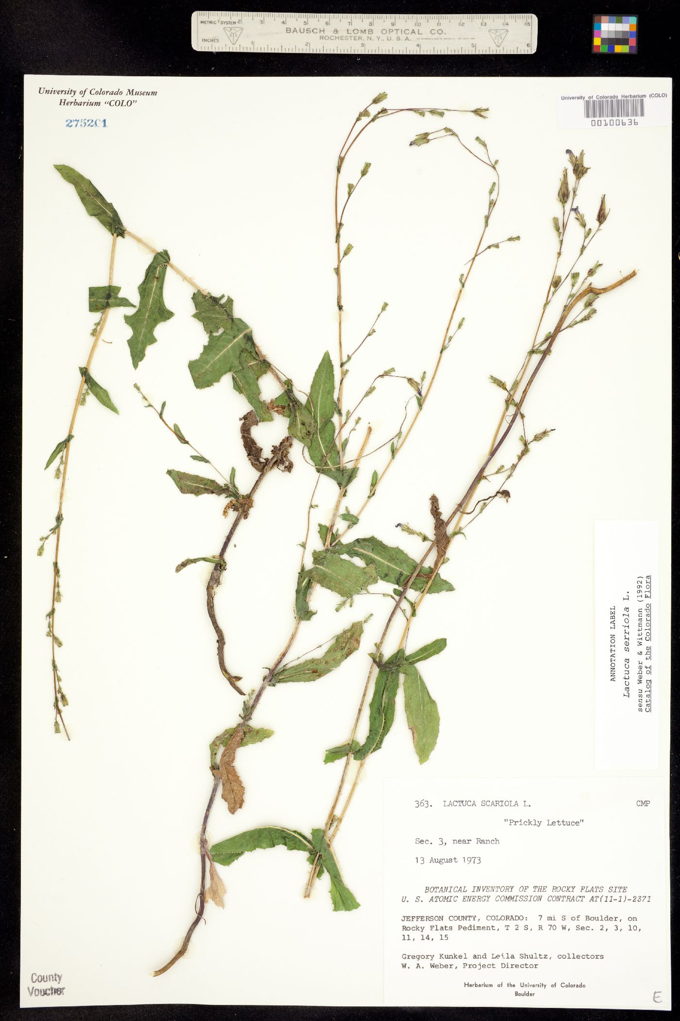 Lactuca image