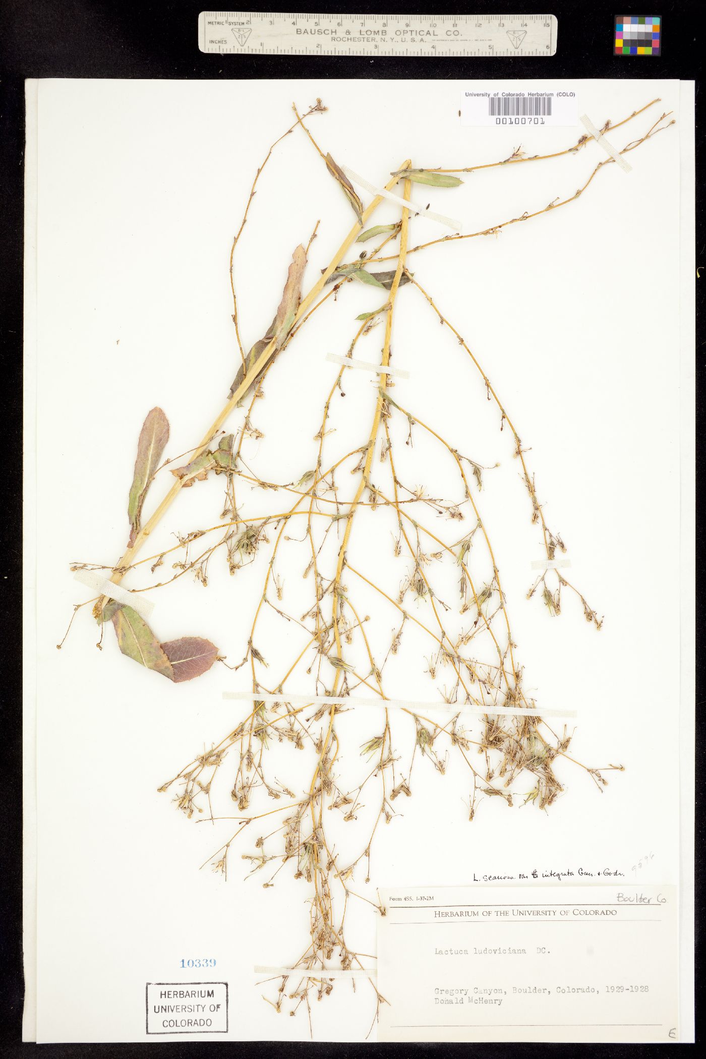 Lactuca ludoviciana image