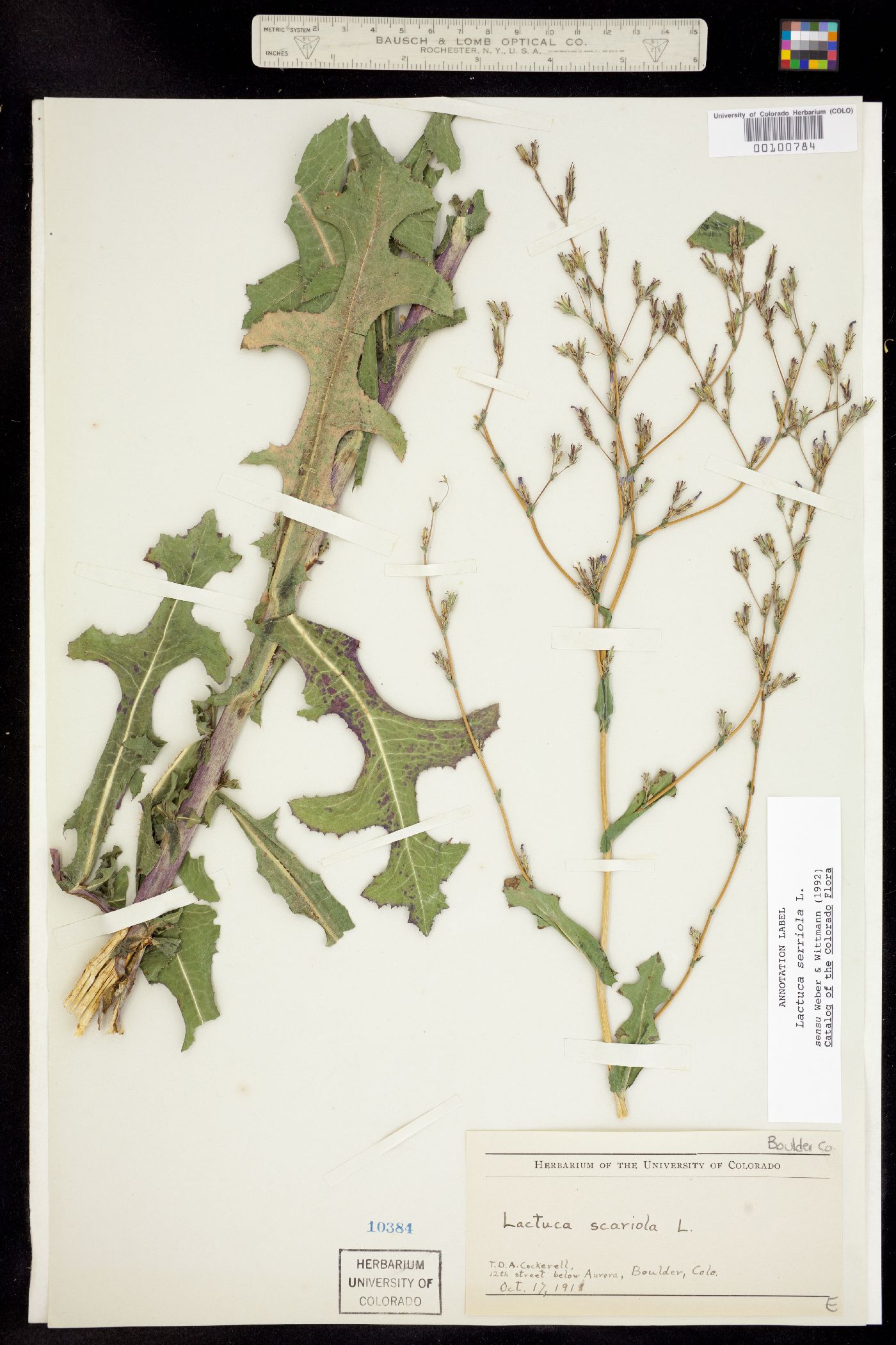Lactuca serriola image