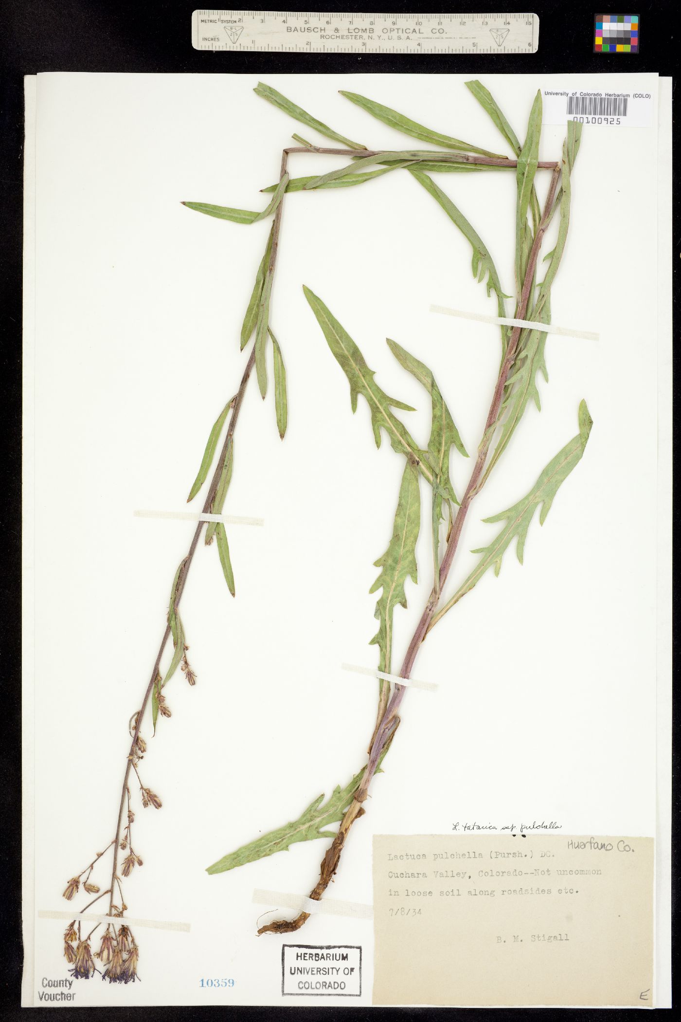 Lactuca tatarica ssp. pulchella image
