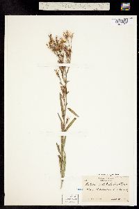 Lactuca tatarica ssp. pulchella image