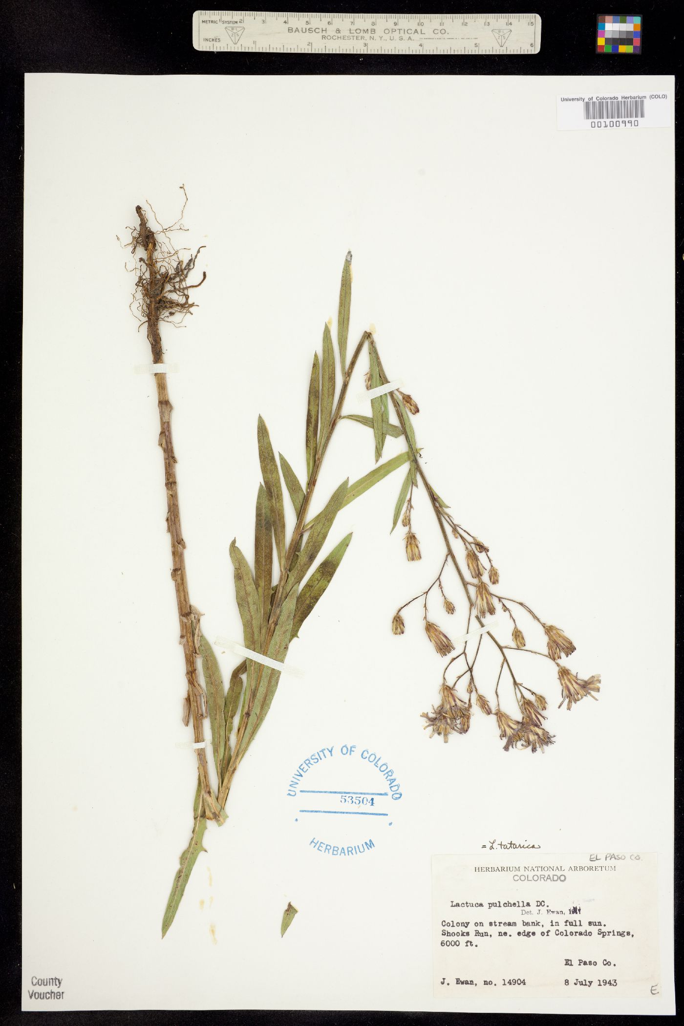 Lactuca tatarica ssp. pulchella image