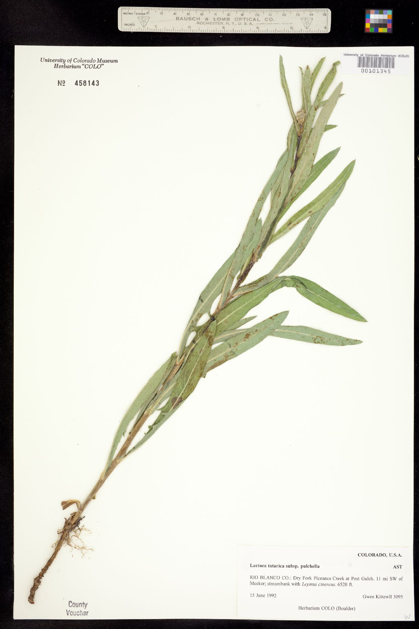 Lactuca image
