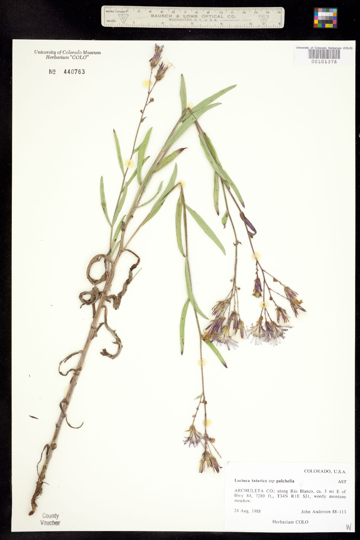 Lactuca tatarica ssp. pulchella image