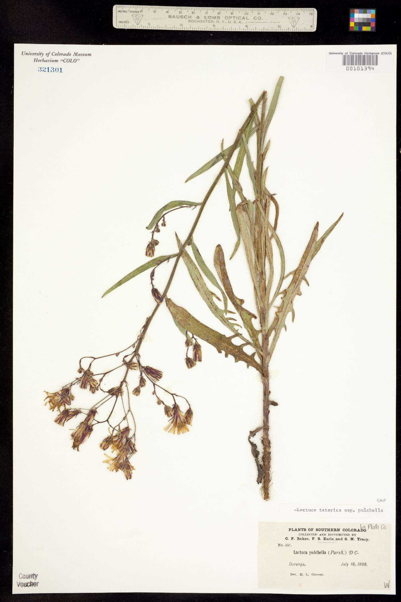 Lactuca tatarica ssp. pulchella image