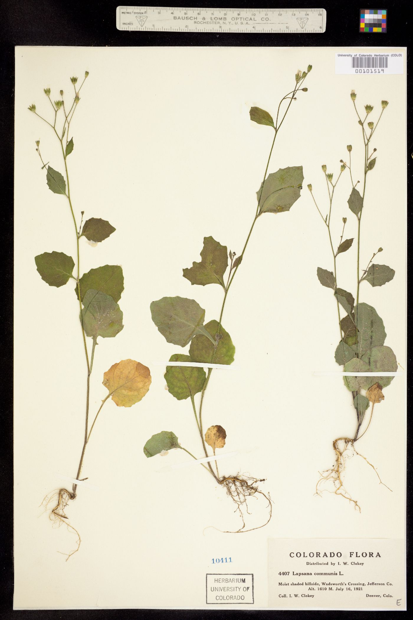 Lapsana communis image