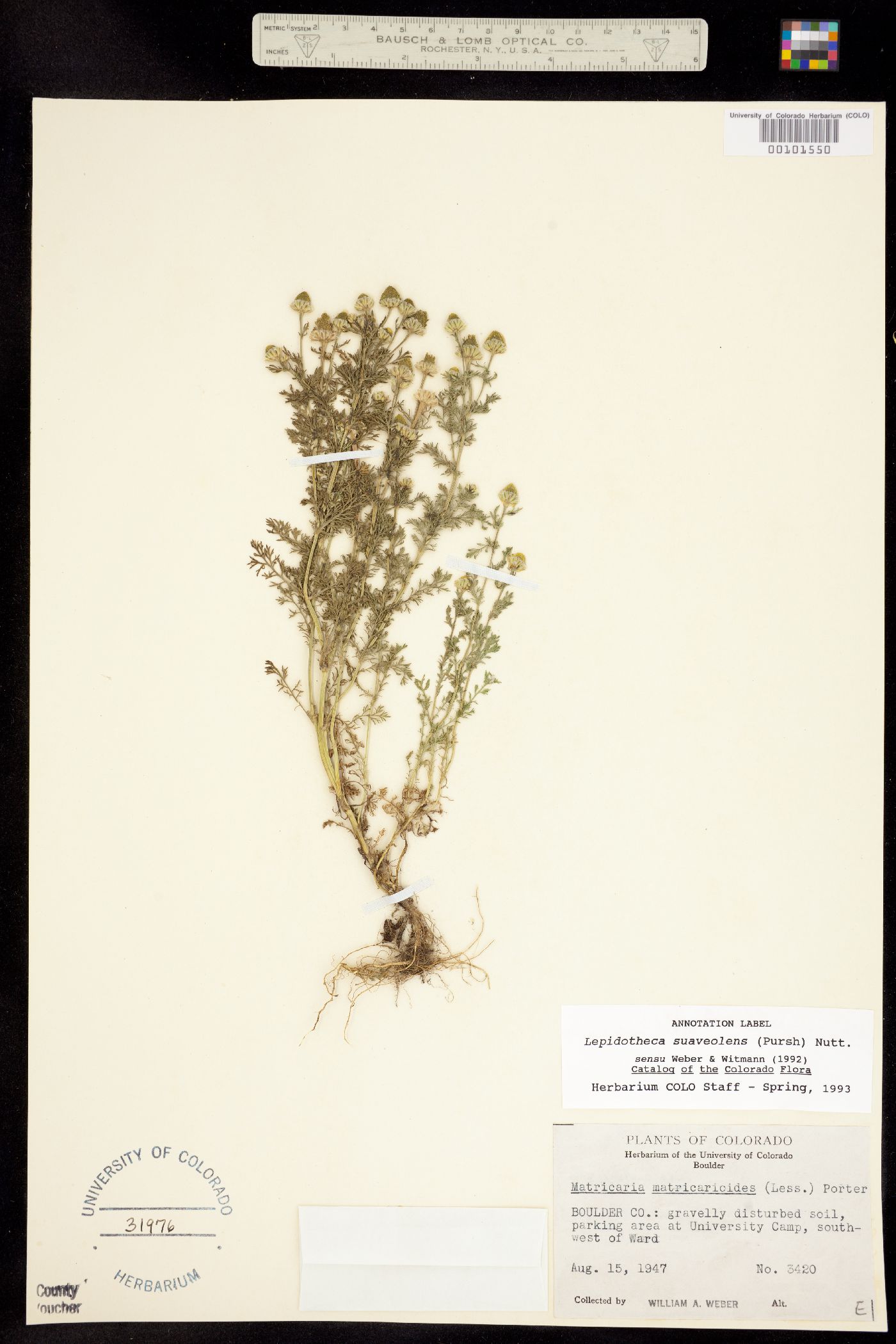 Matricaria discoidea image