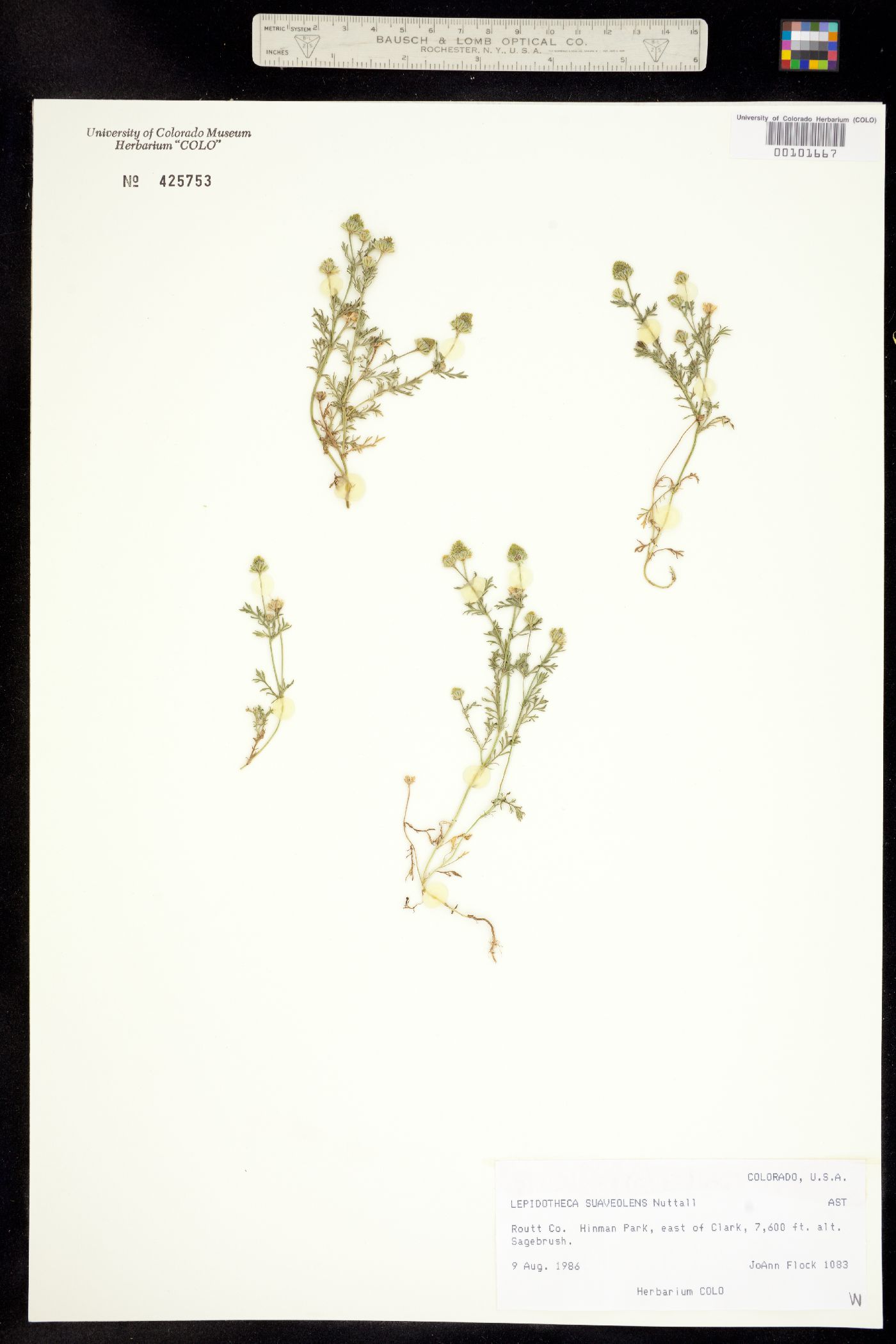 Lepidotheca image