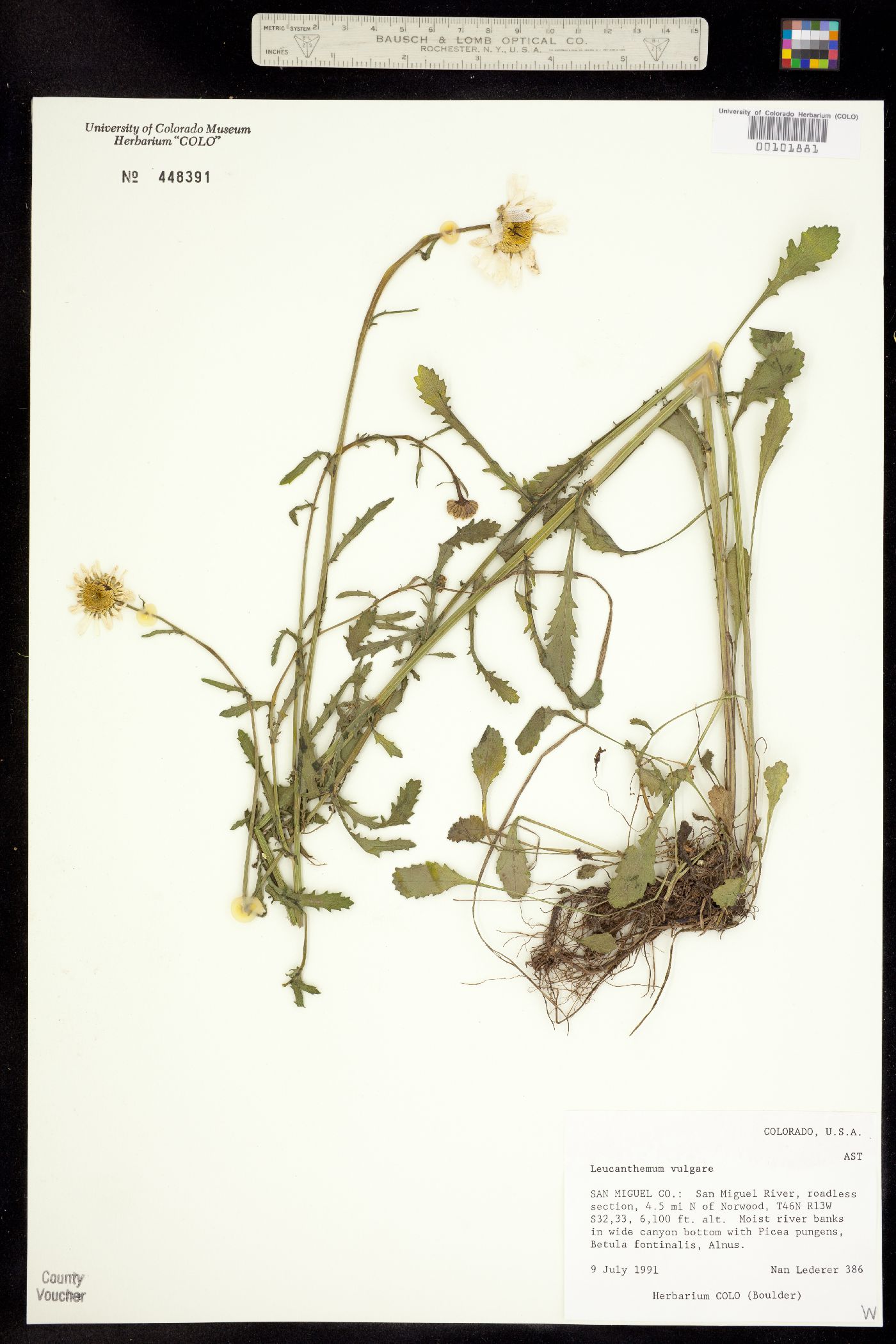 Leucanthemum vulgare image