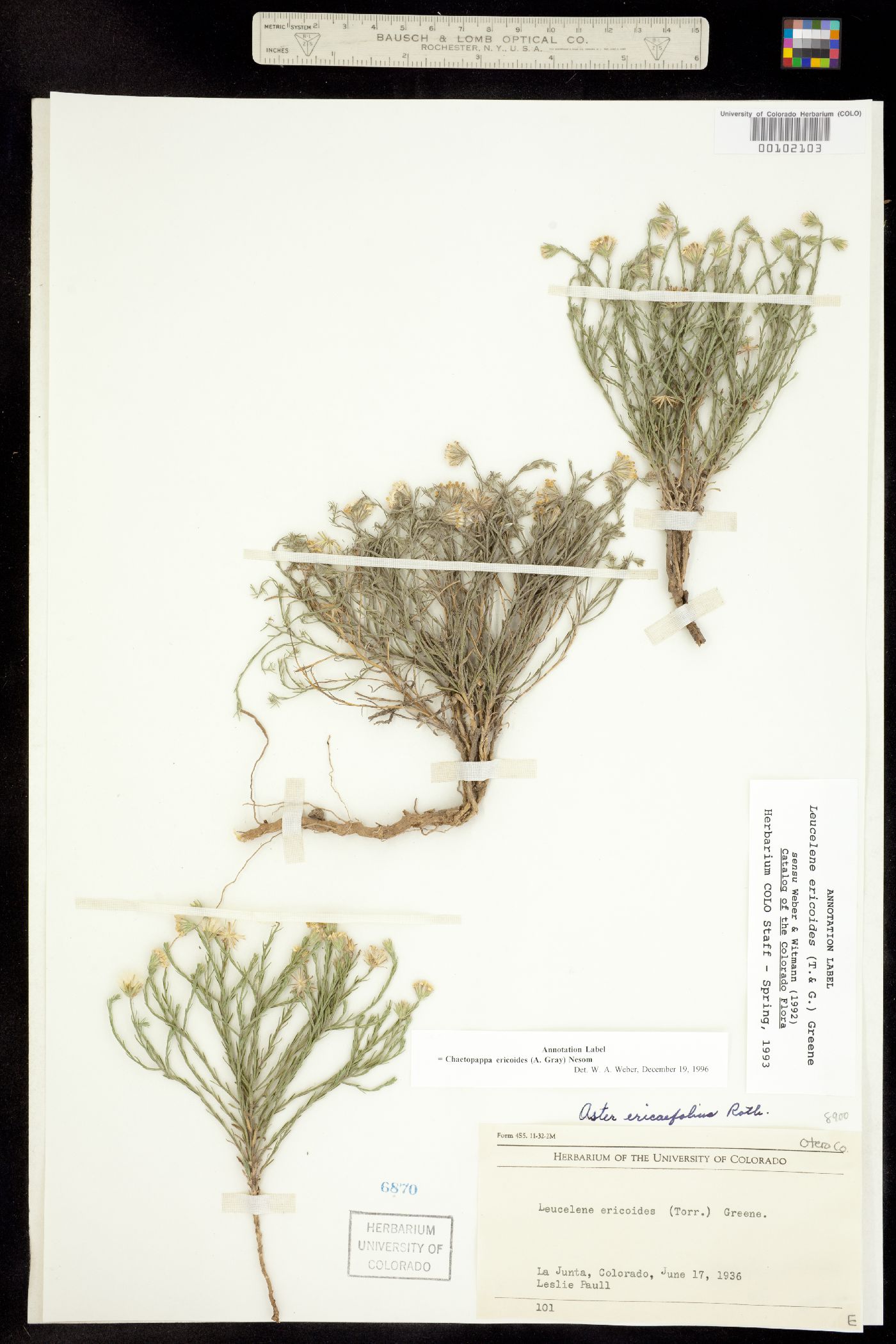 Chaetopappa ericoides image