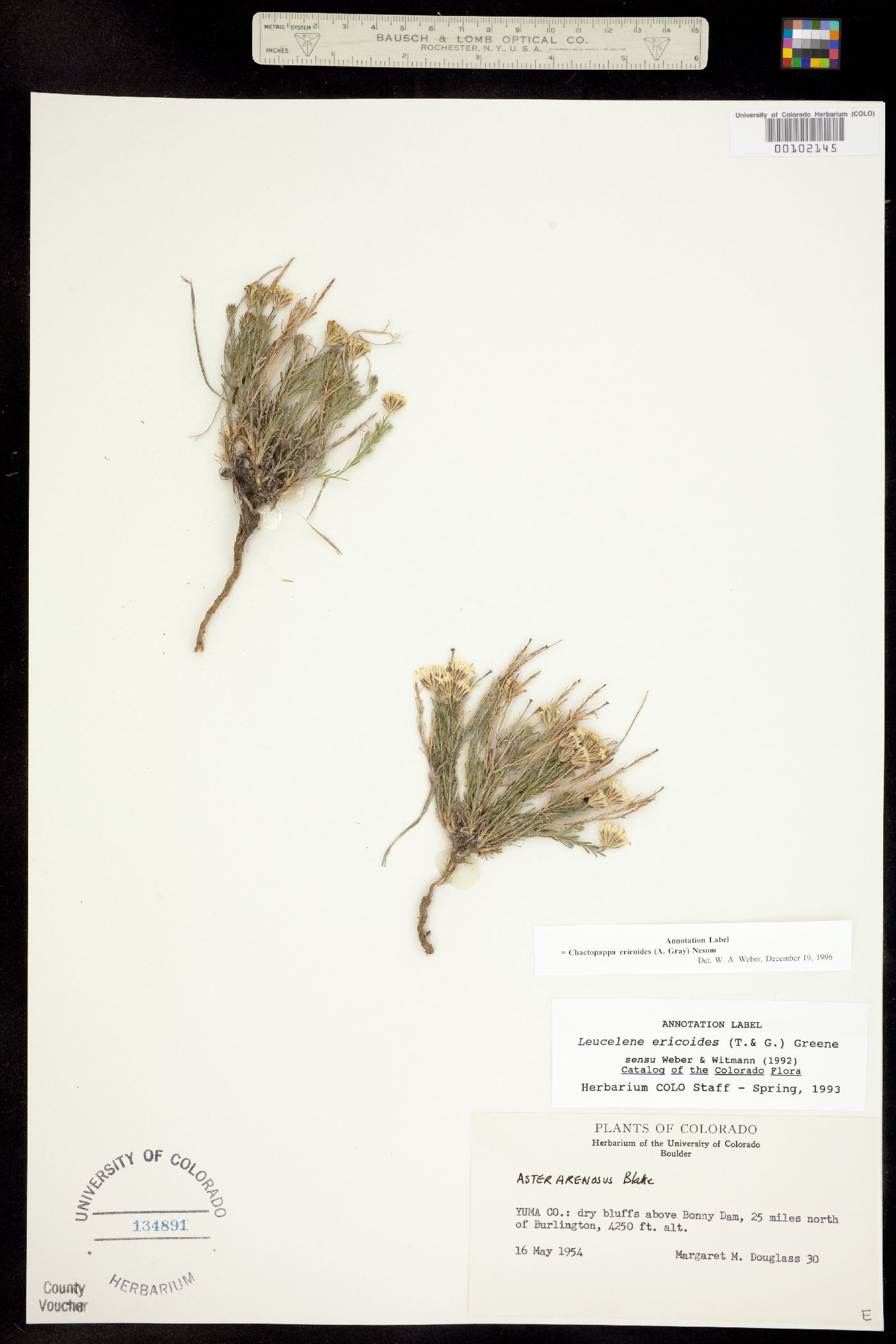 Chaetopappa ericoides image