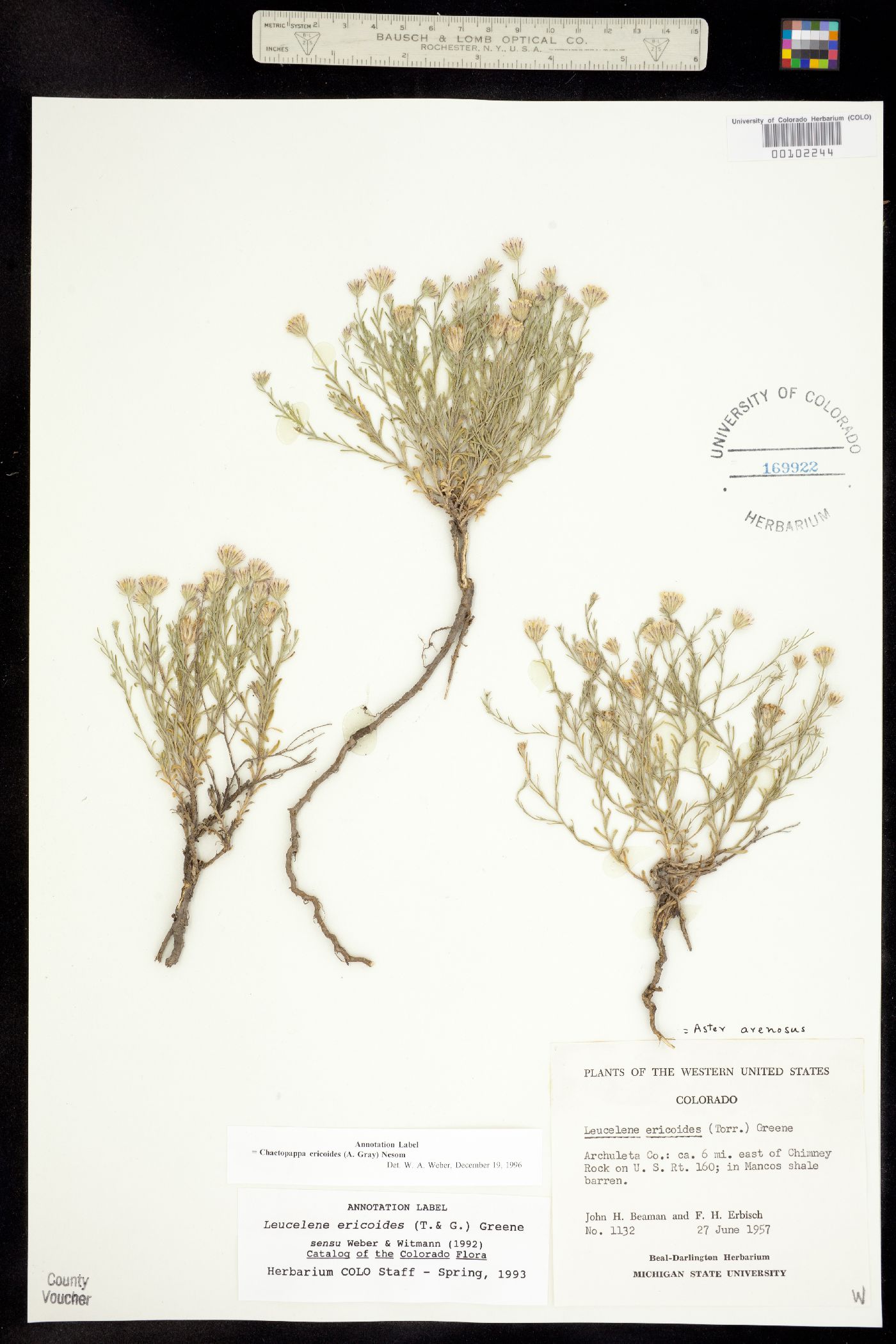 Chaetopappa ericoides image