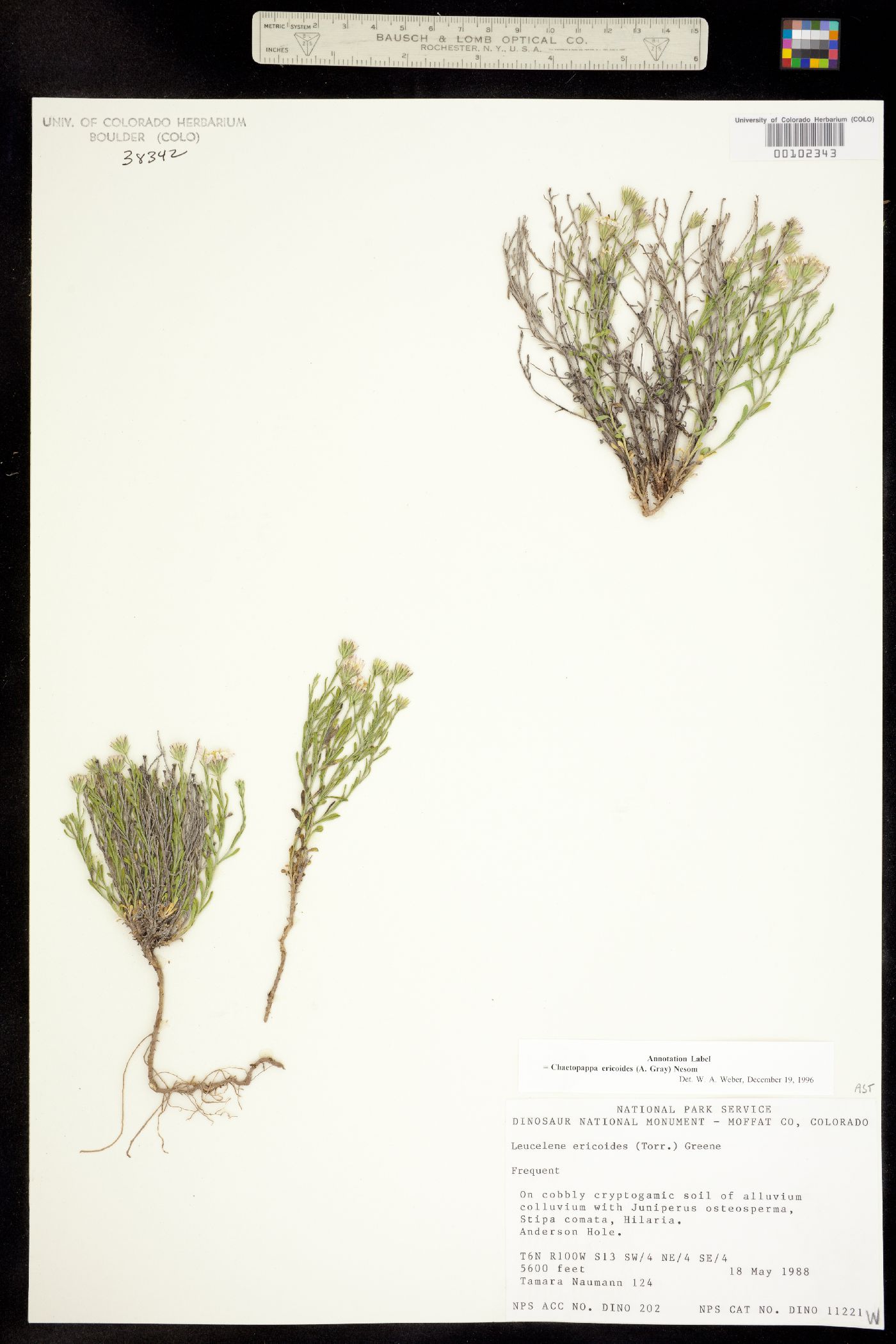 Chaetopappa ericoides image