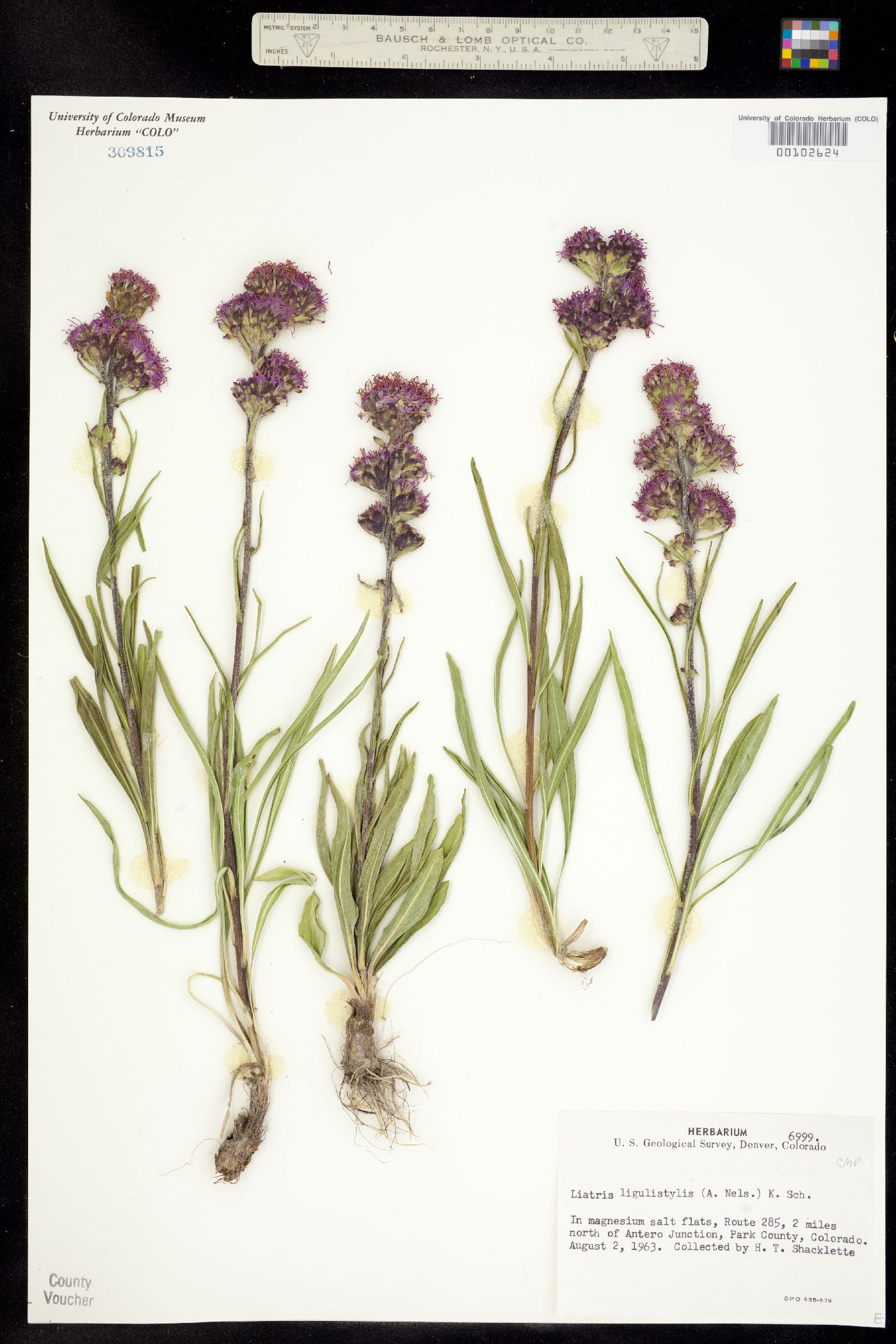 Liatris ligulistylis image