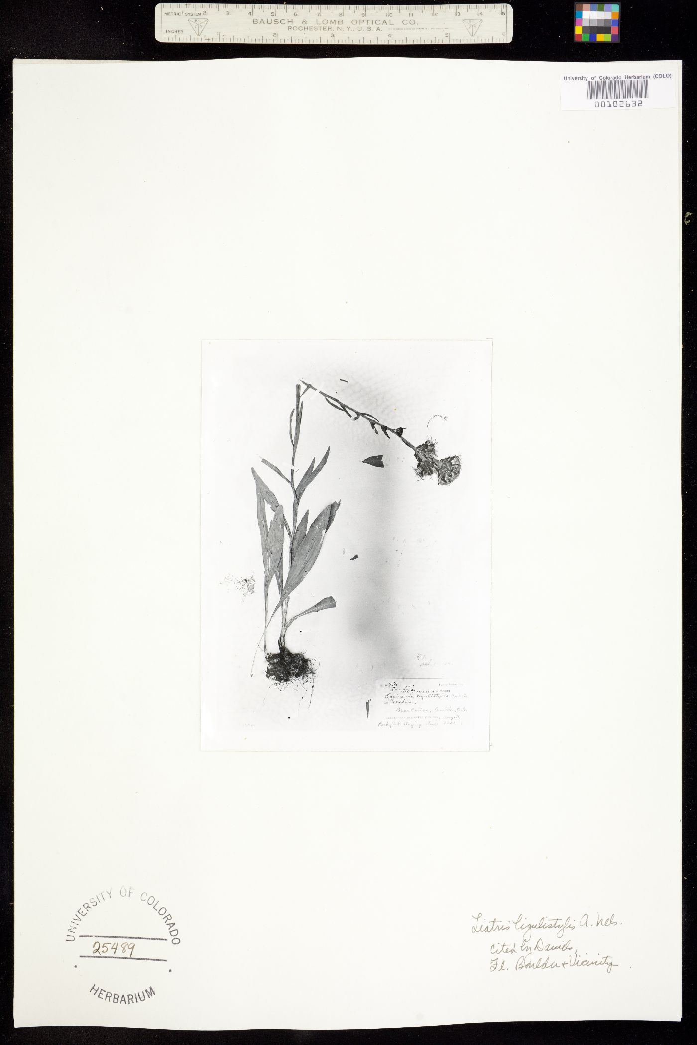 Liatris ligulistylis image