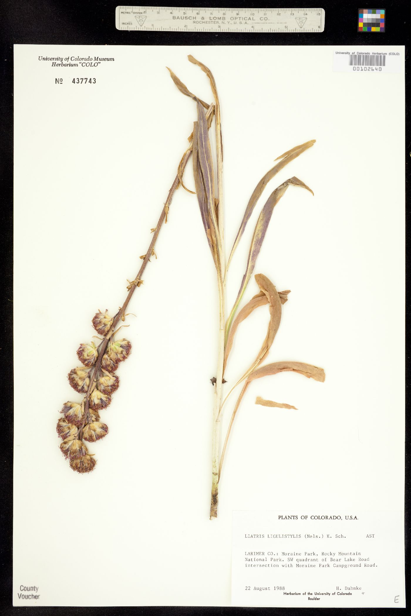 Liatris ligulistylis image