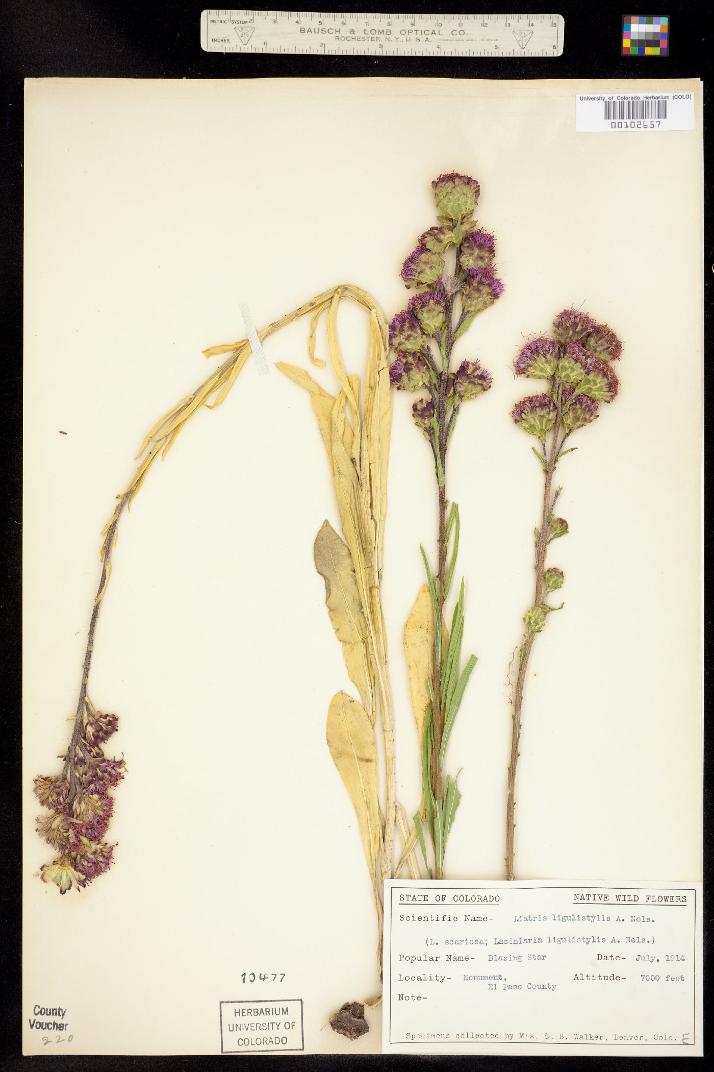 Liatris ligulistylis image