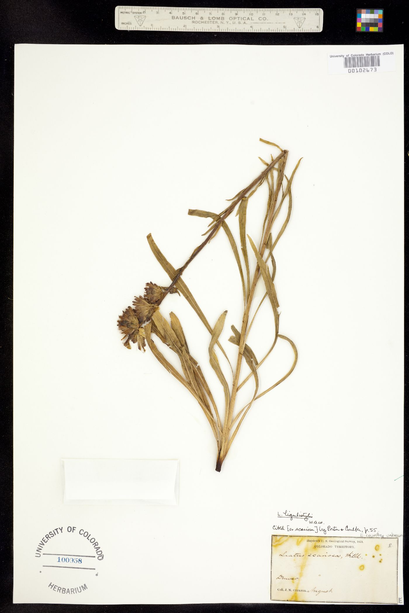 Liatris ligulistylis image