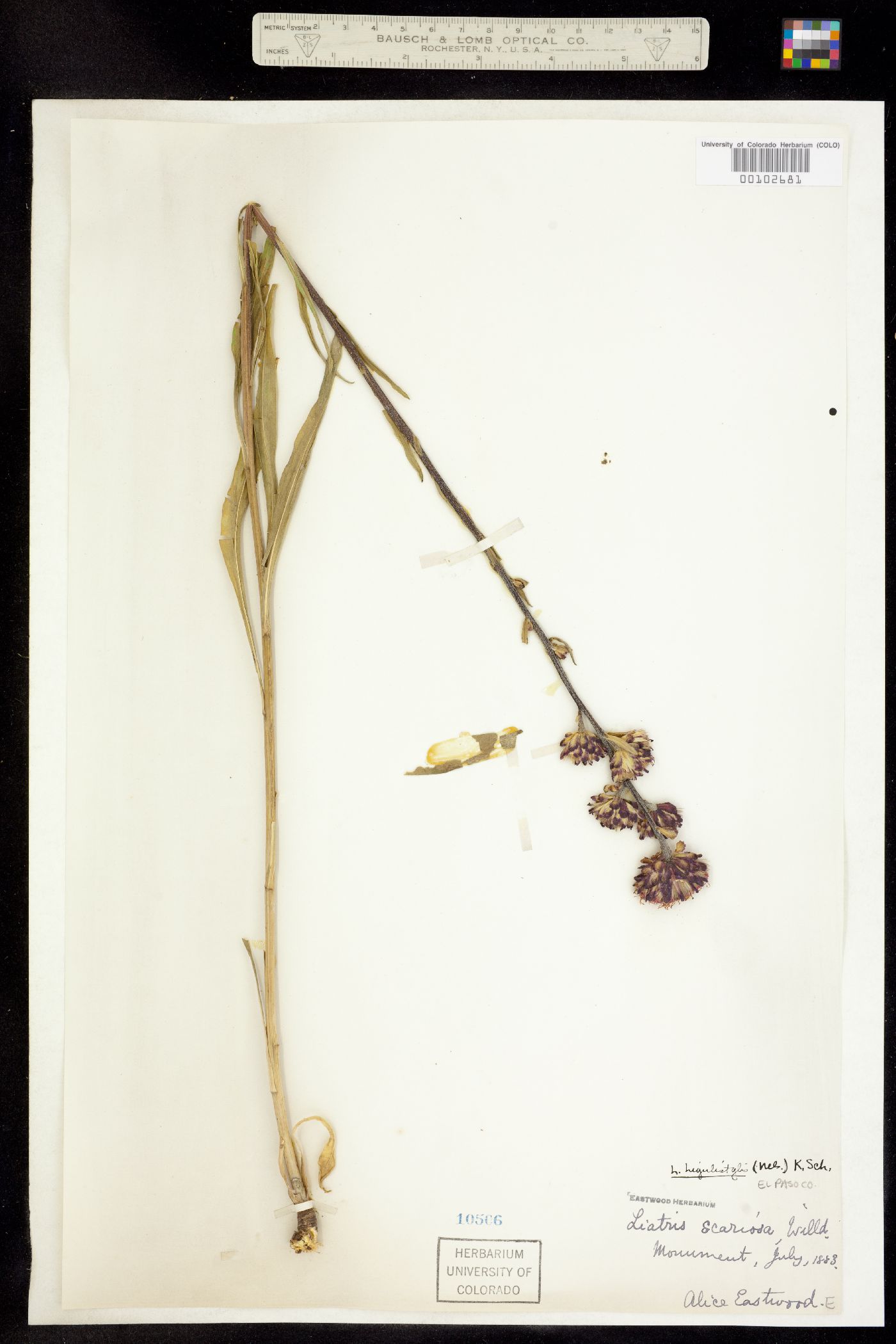 Liatris ligulistylis image