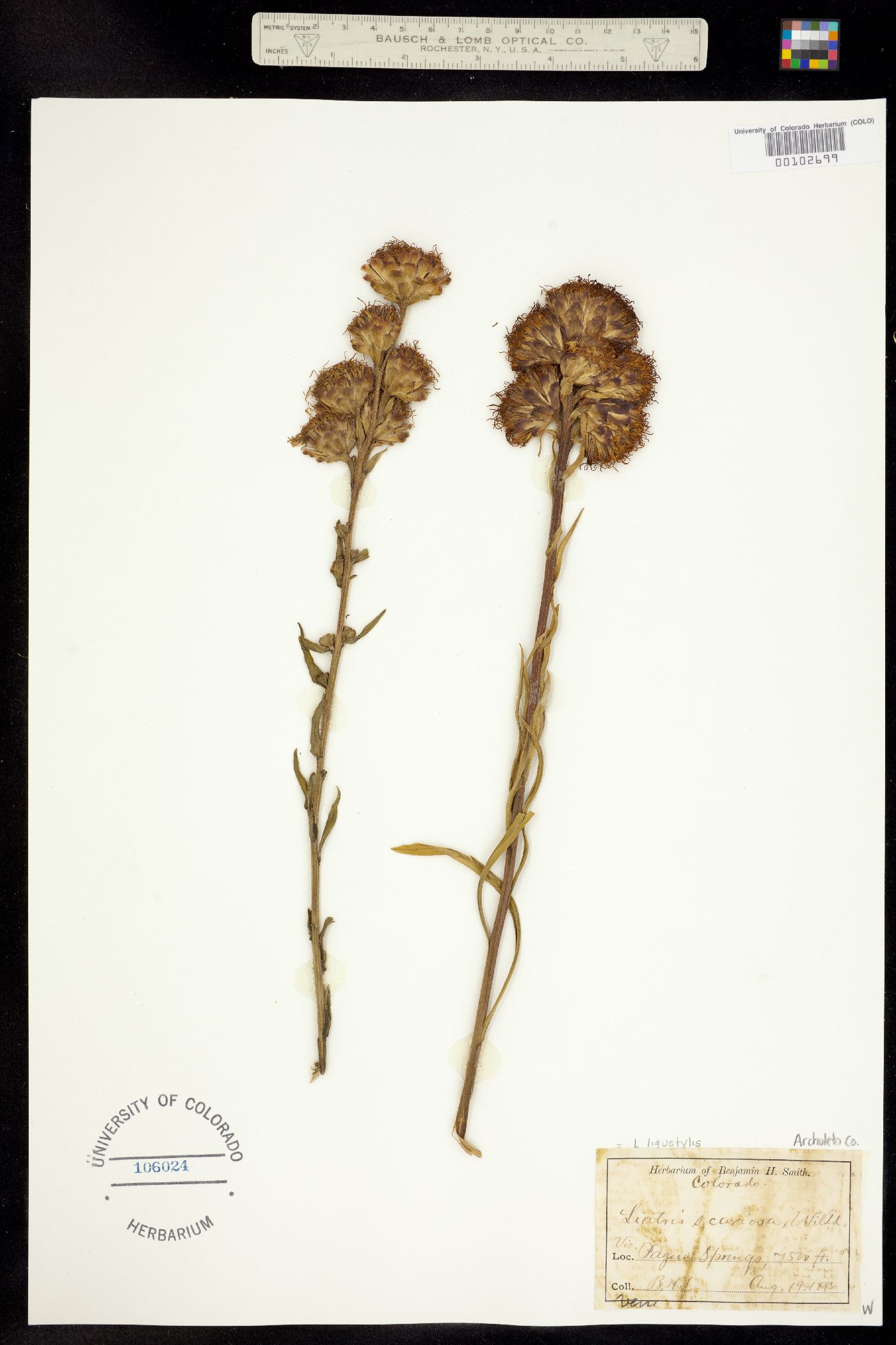 Liatris ligulistylis image