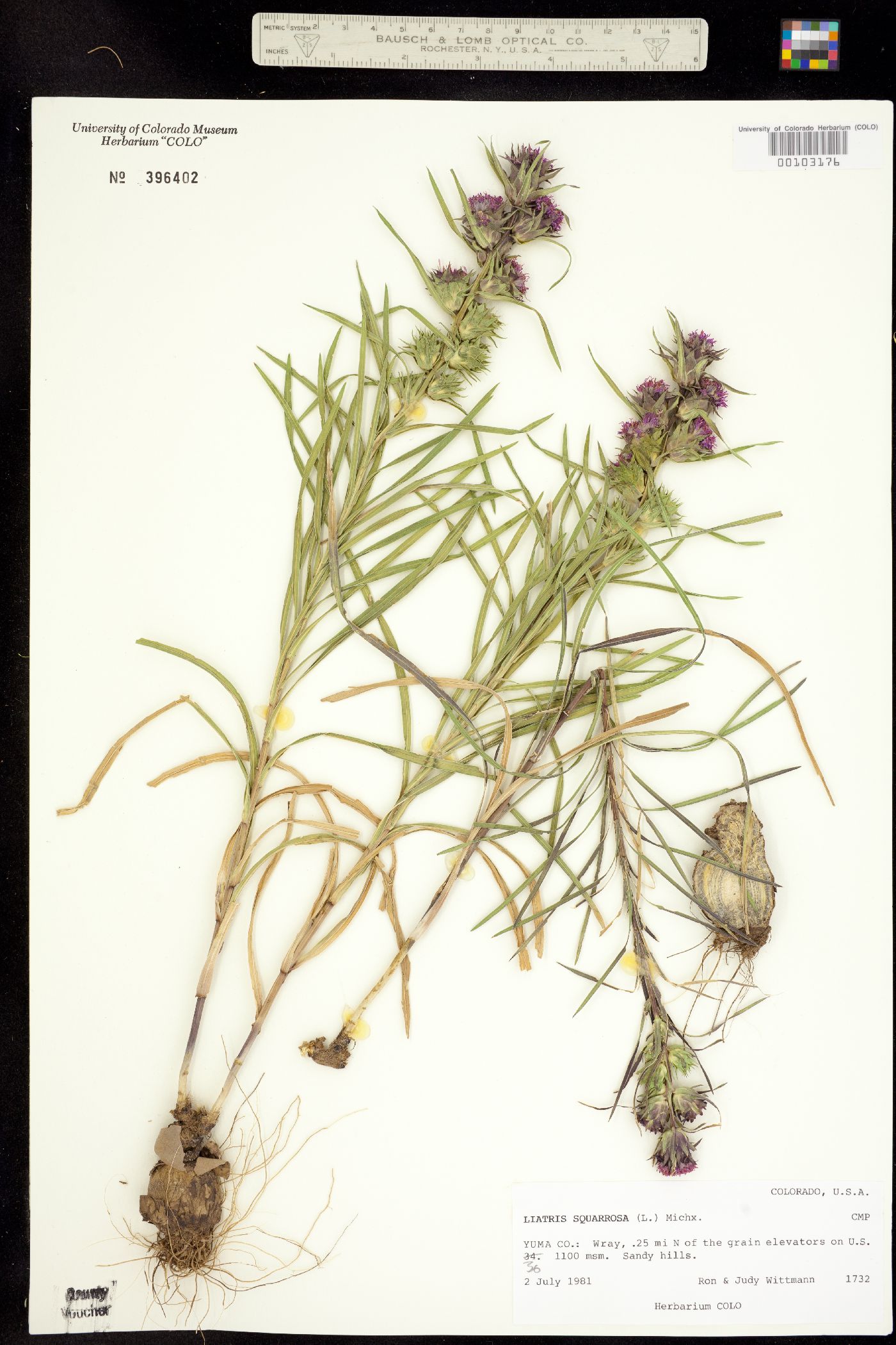 Liatris squarrosa image