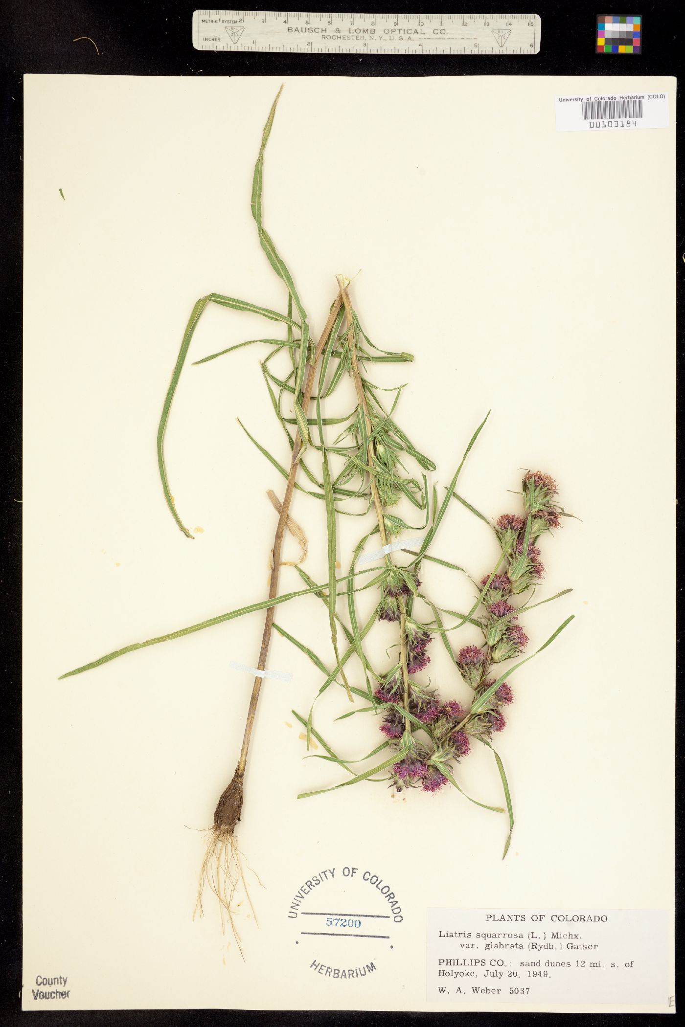 Liatris squarrosa var. glabrata image