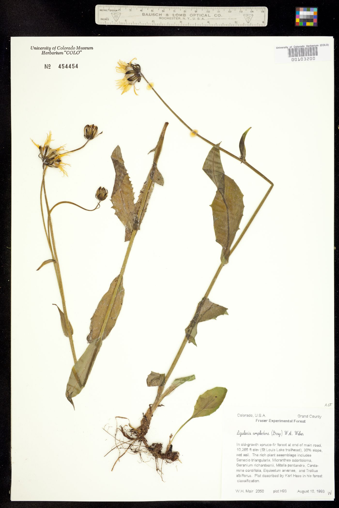 Ligularia amplectens image