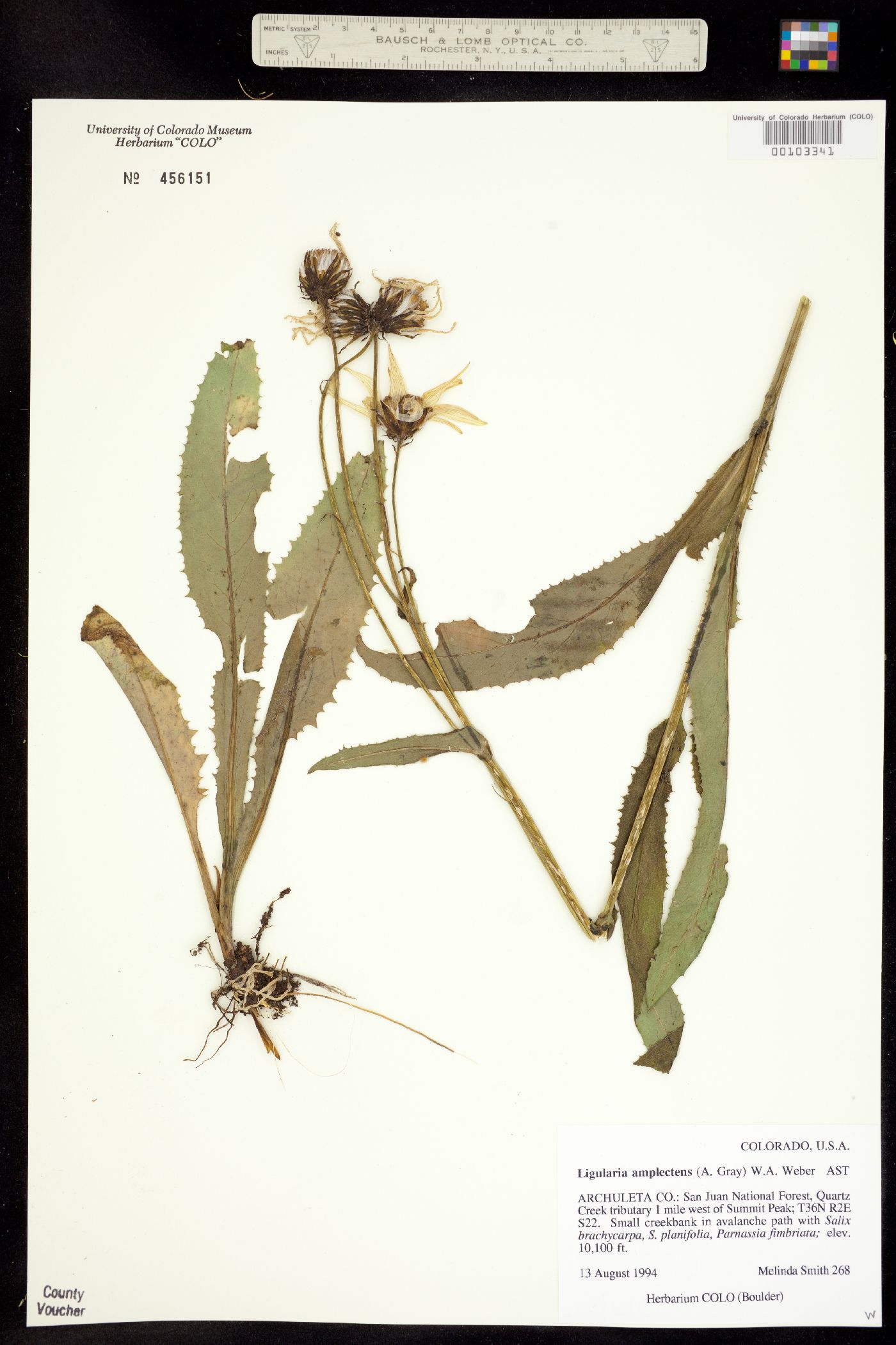 Ligularia amplectens image