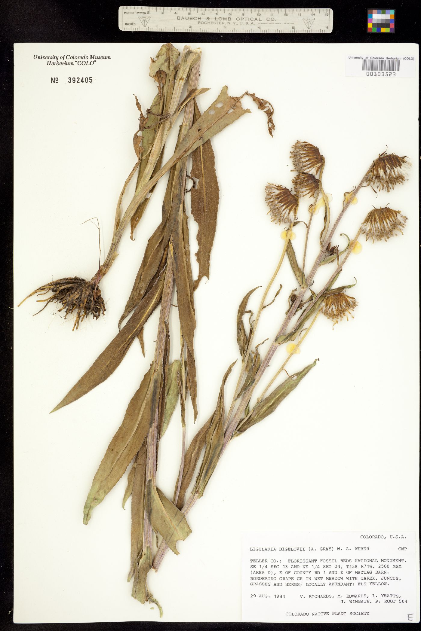 Ligularia bigelovii image