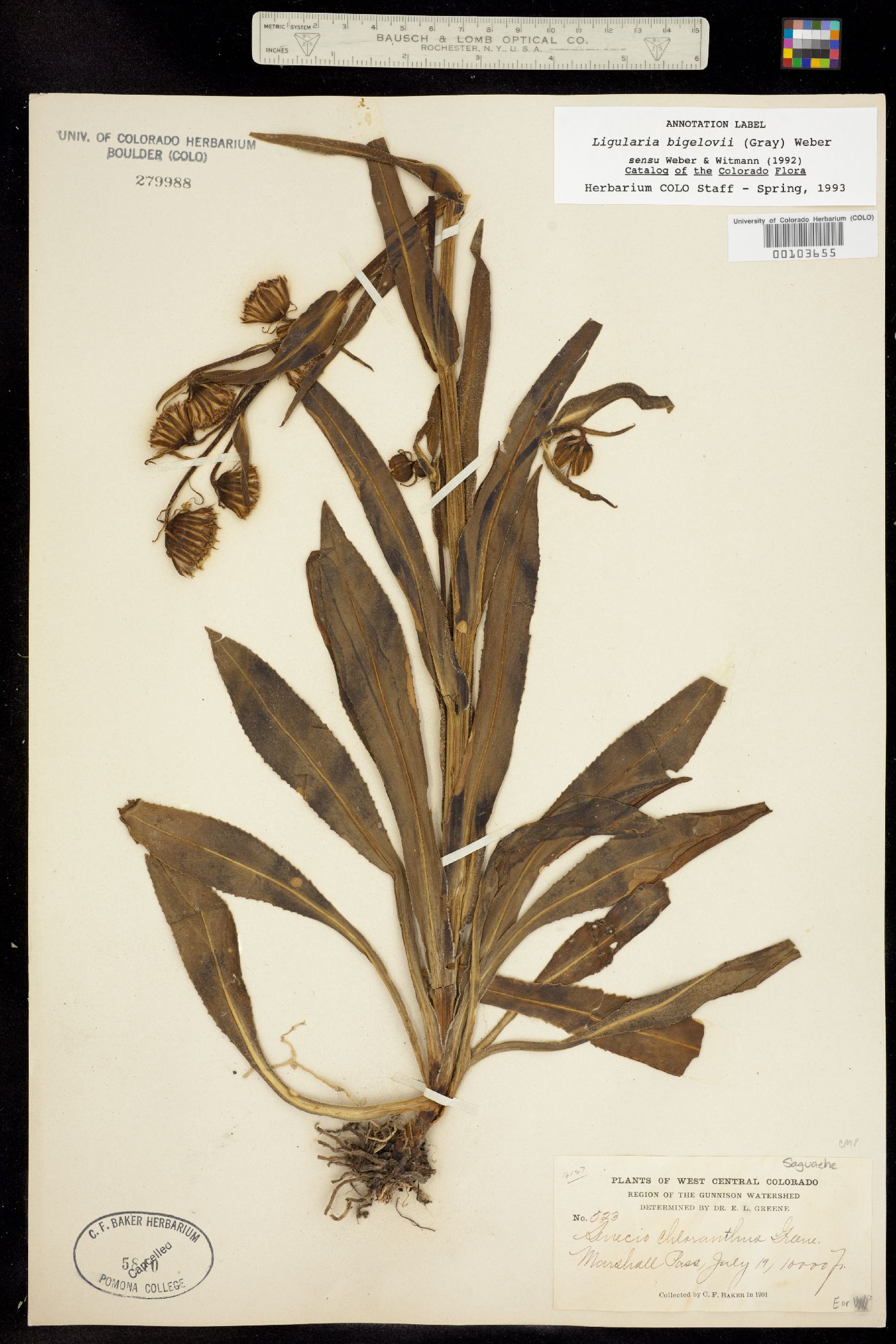 Ligularia bigelovii var. hallii image