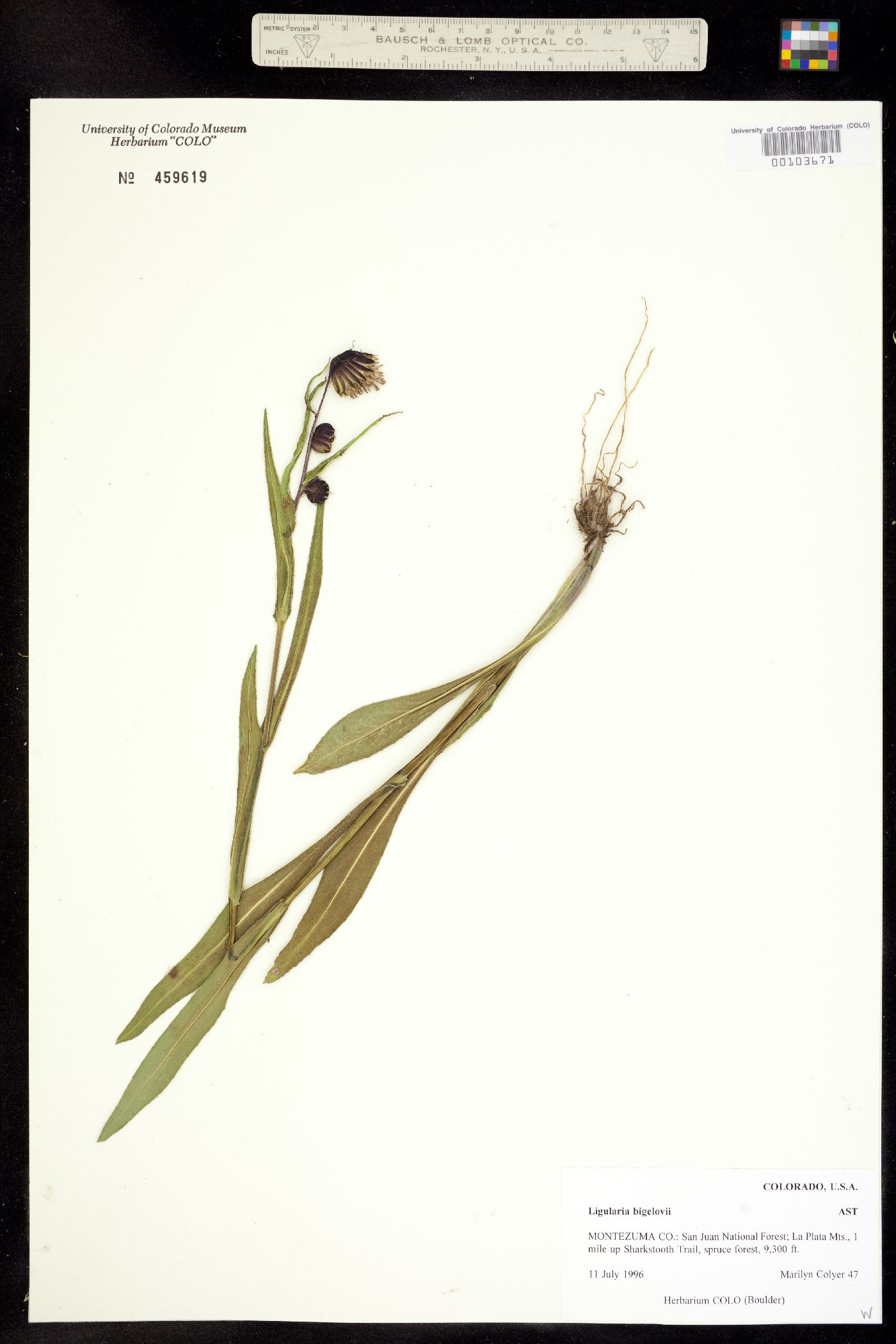 Ligularia bigelovii var. hallii image