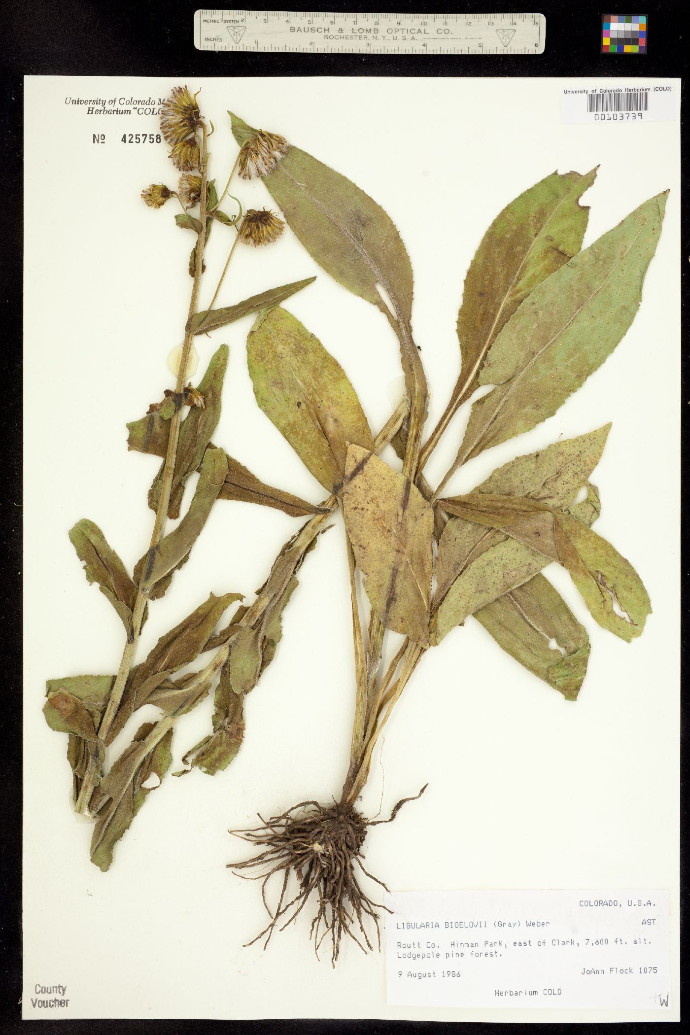 Ligularia bigelovii image