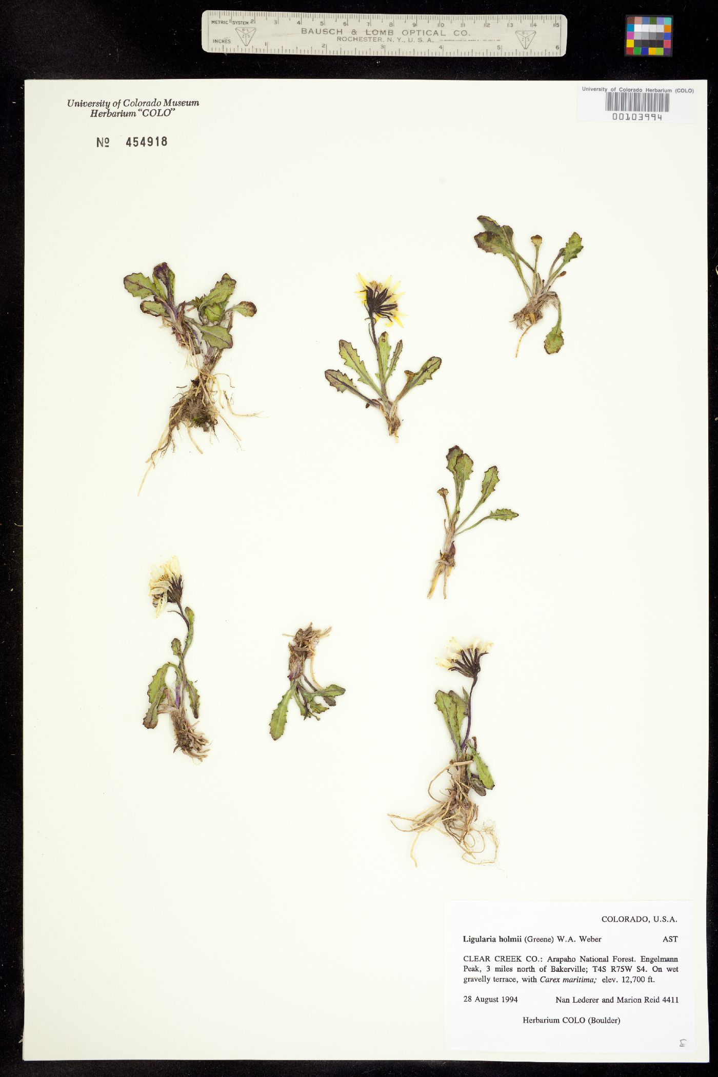 Senecio amplectens image