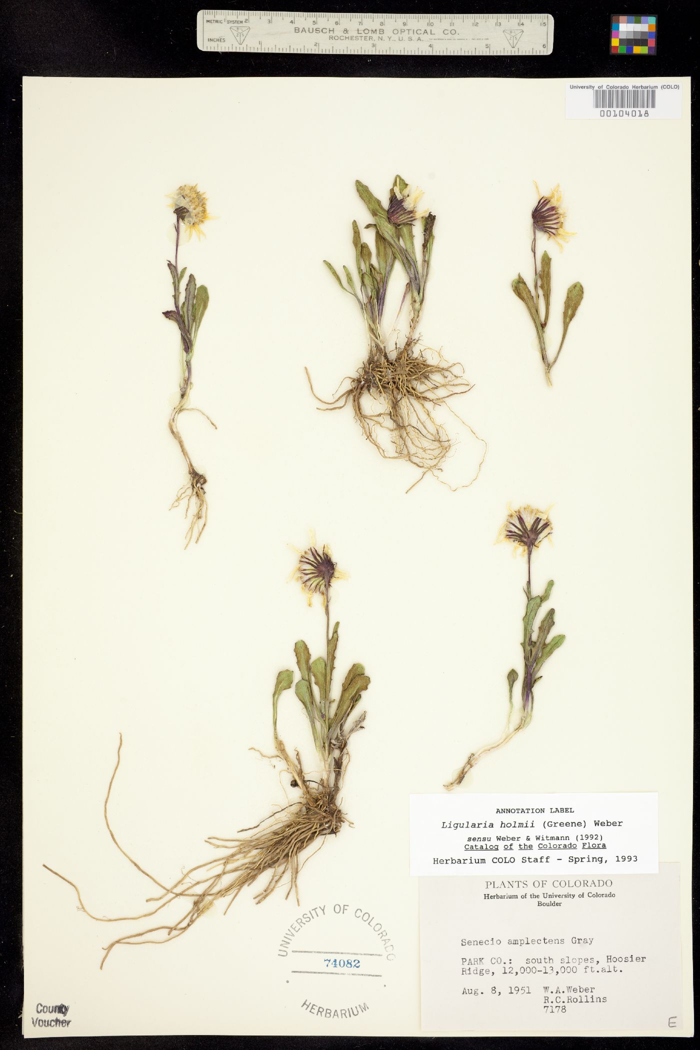 Ligularia image