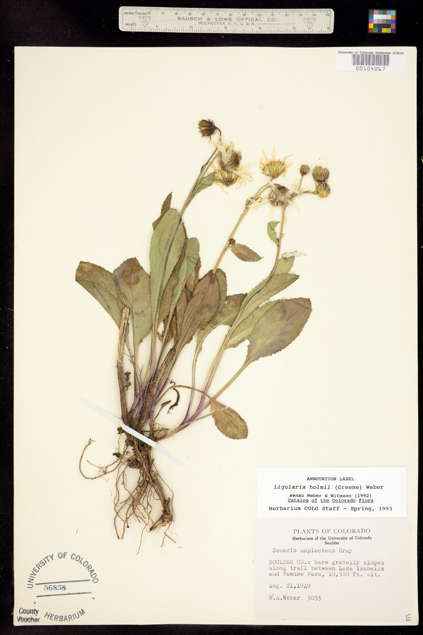 Ligularia holmii image