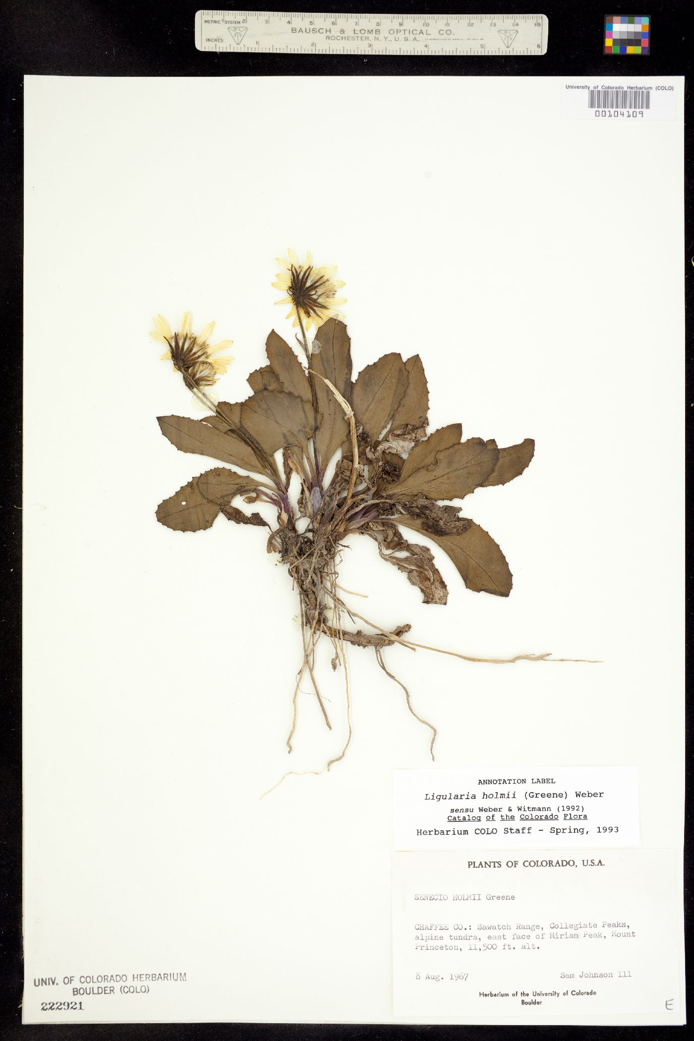 Ligularia holmii image