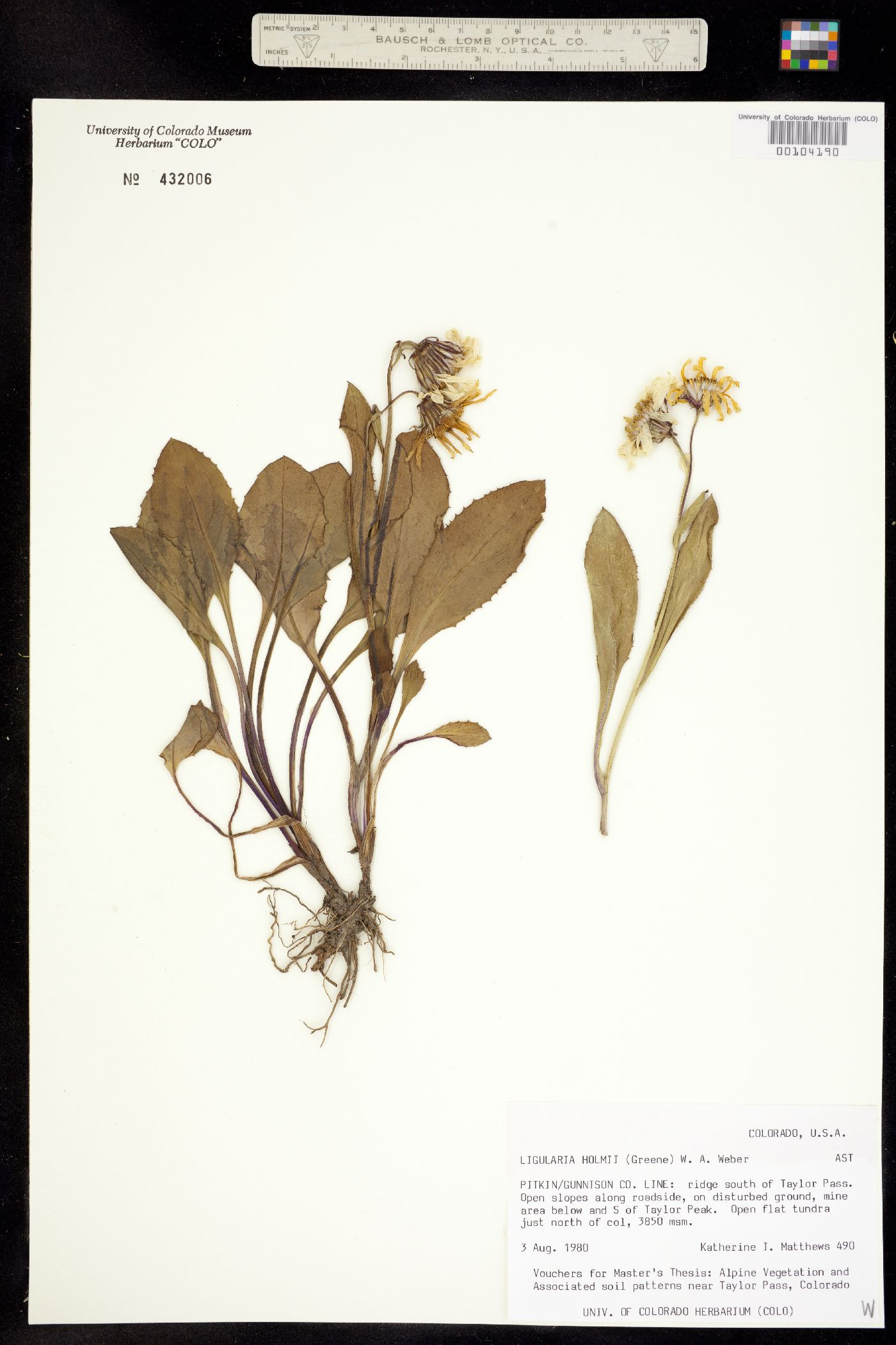 Senecio amplectens var. holmii image