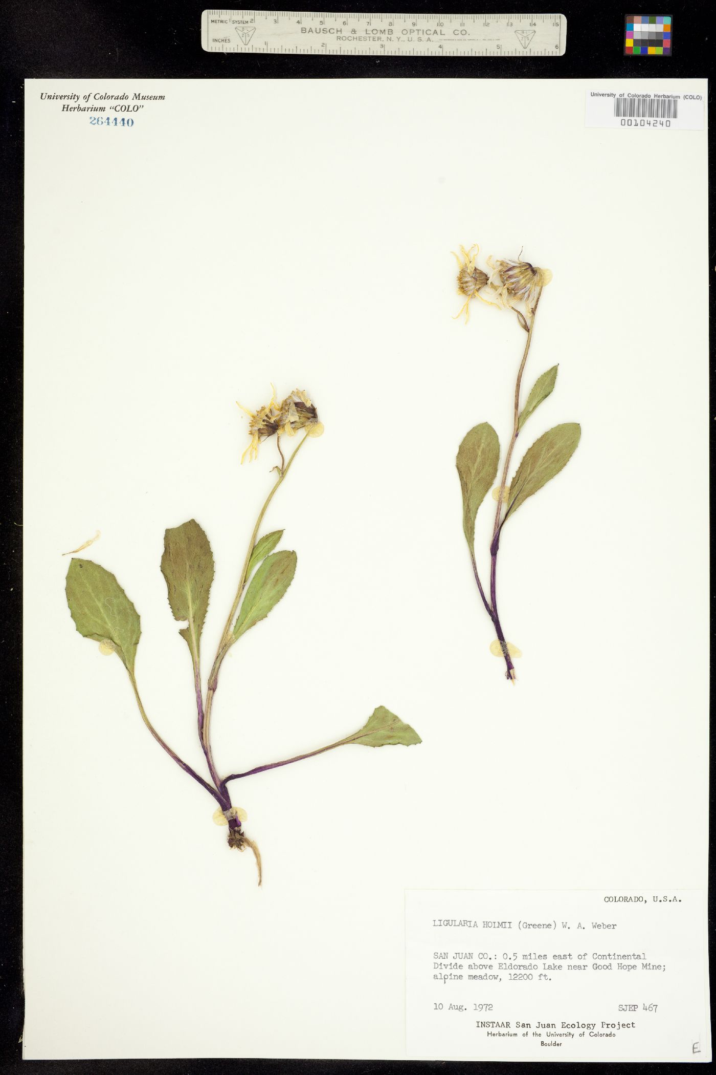 Ligularia holmii image