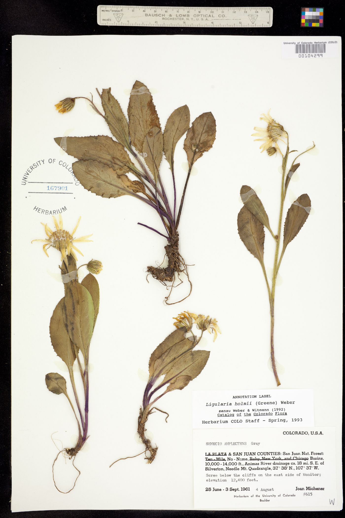 Ligularia holmii image