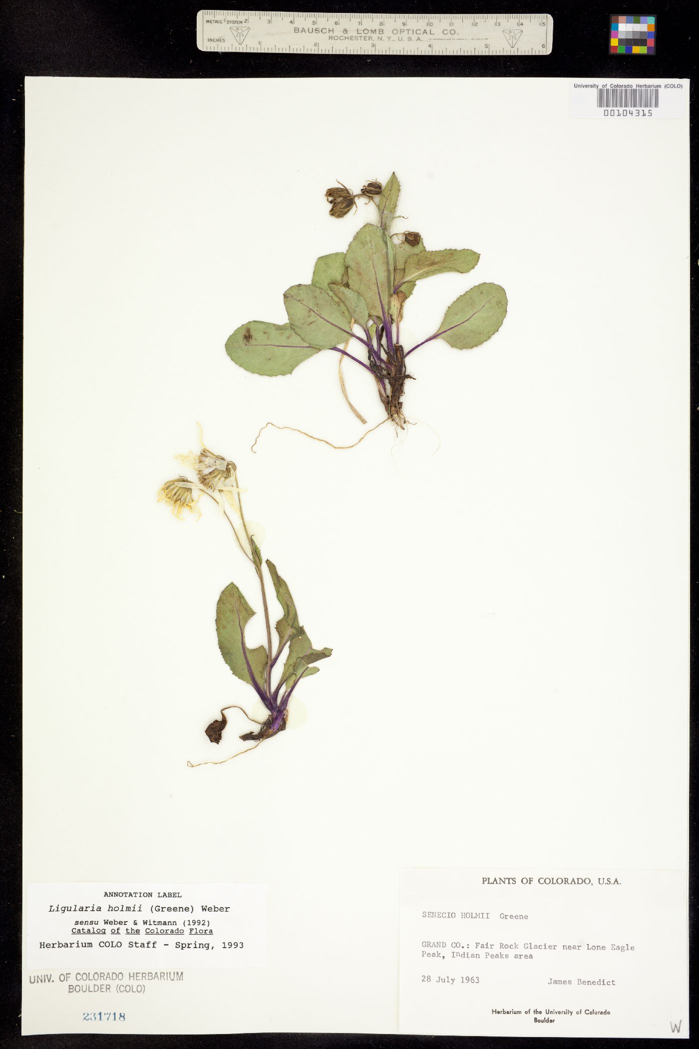 Ligularia holmii image