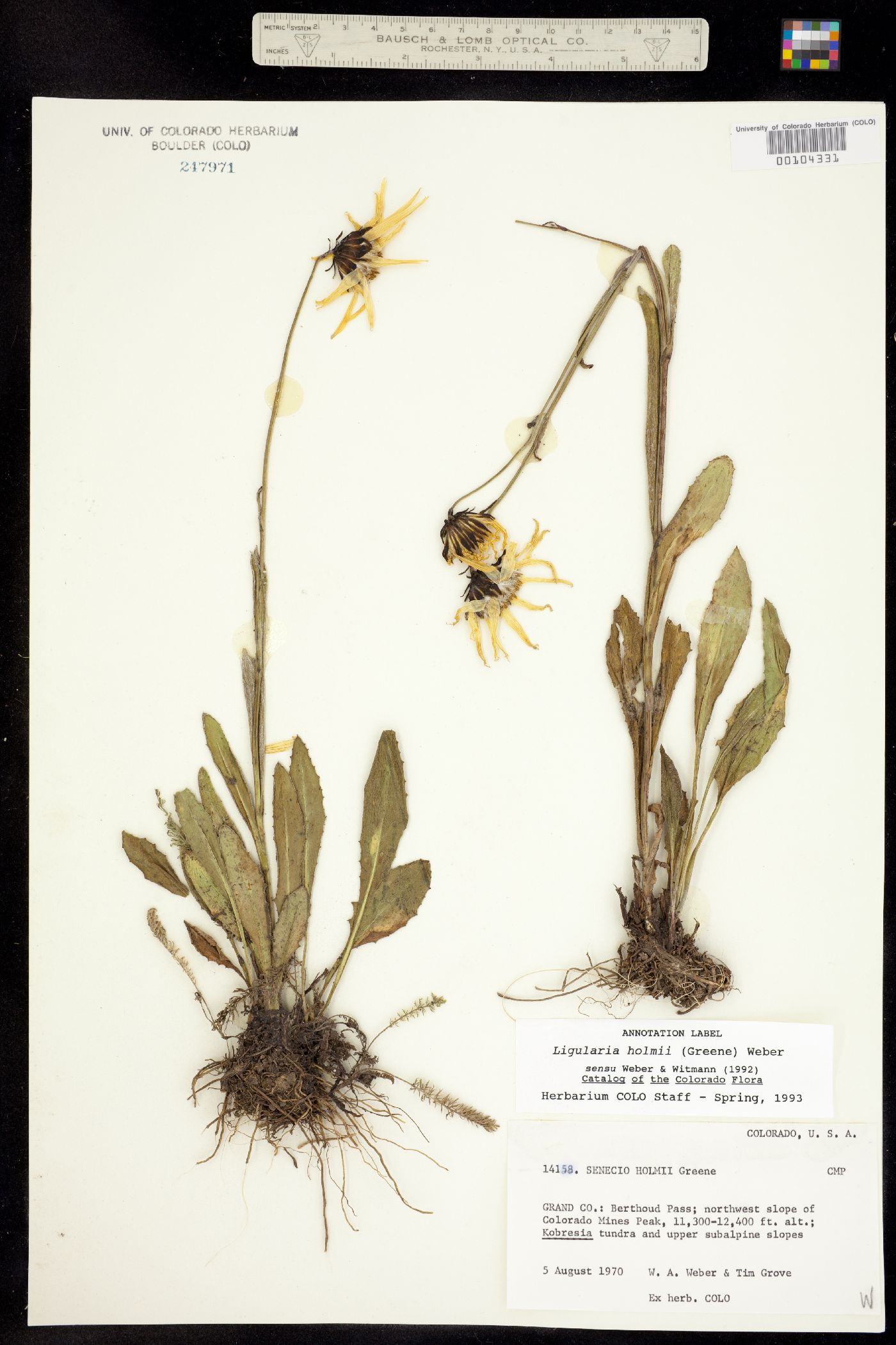 Ligularia holmii image