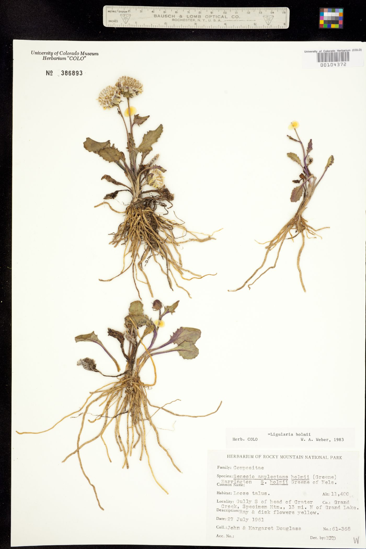 Senecio amplectens var. holmii image