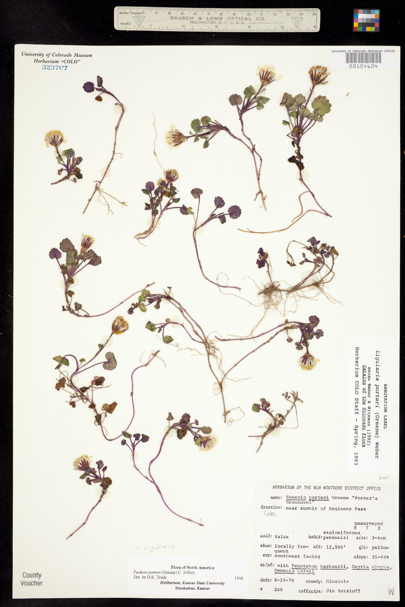 Ligularia image
