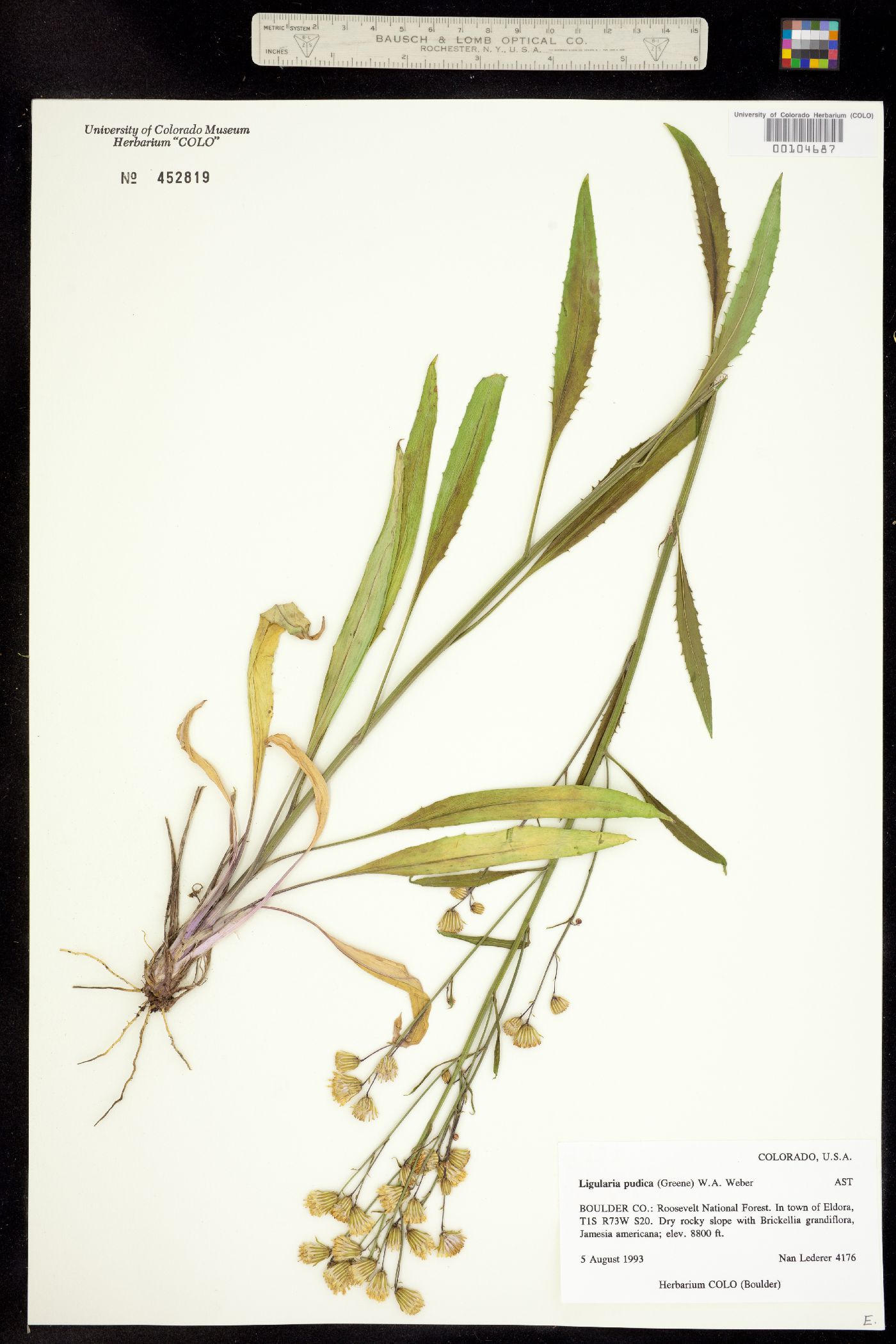 Senecio pudicus image