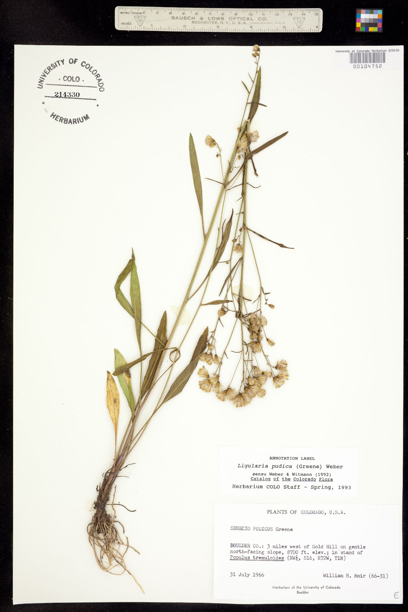 Senecio pudicus image