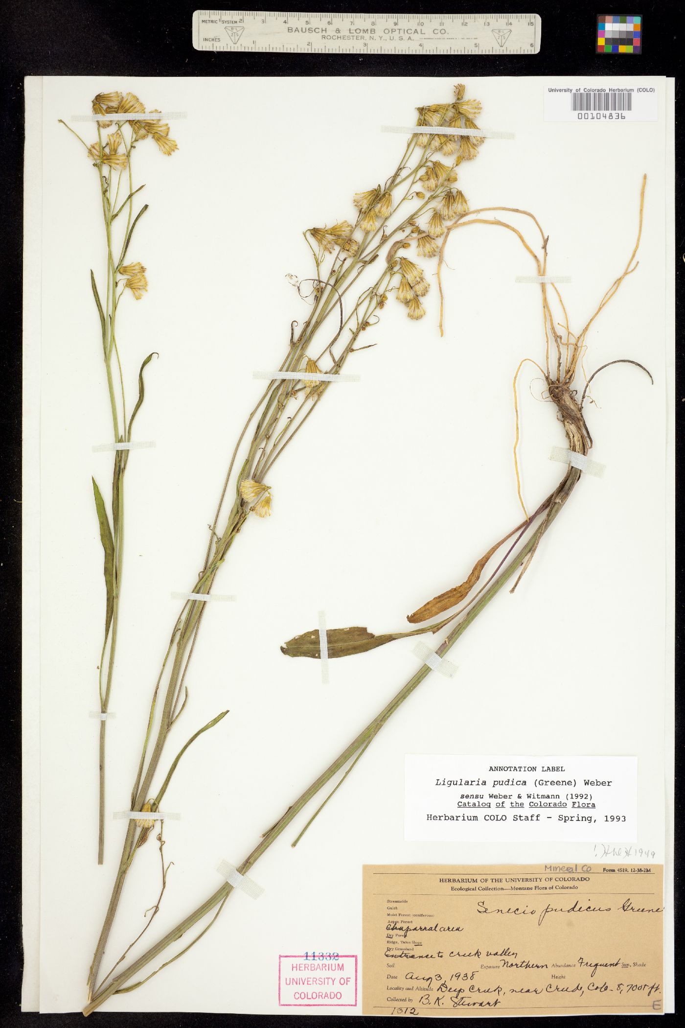 Senecio pudicus image