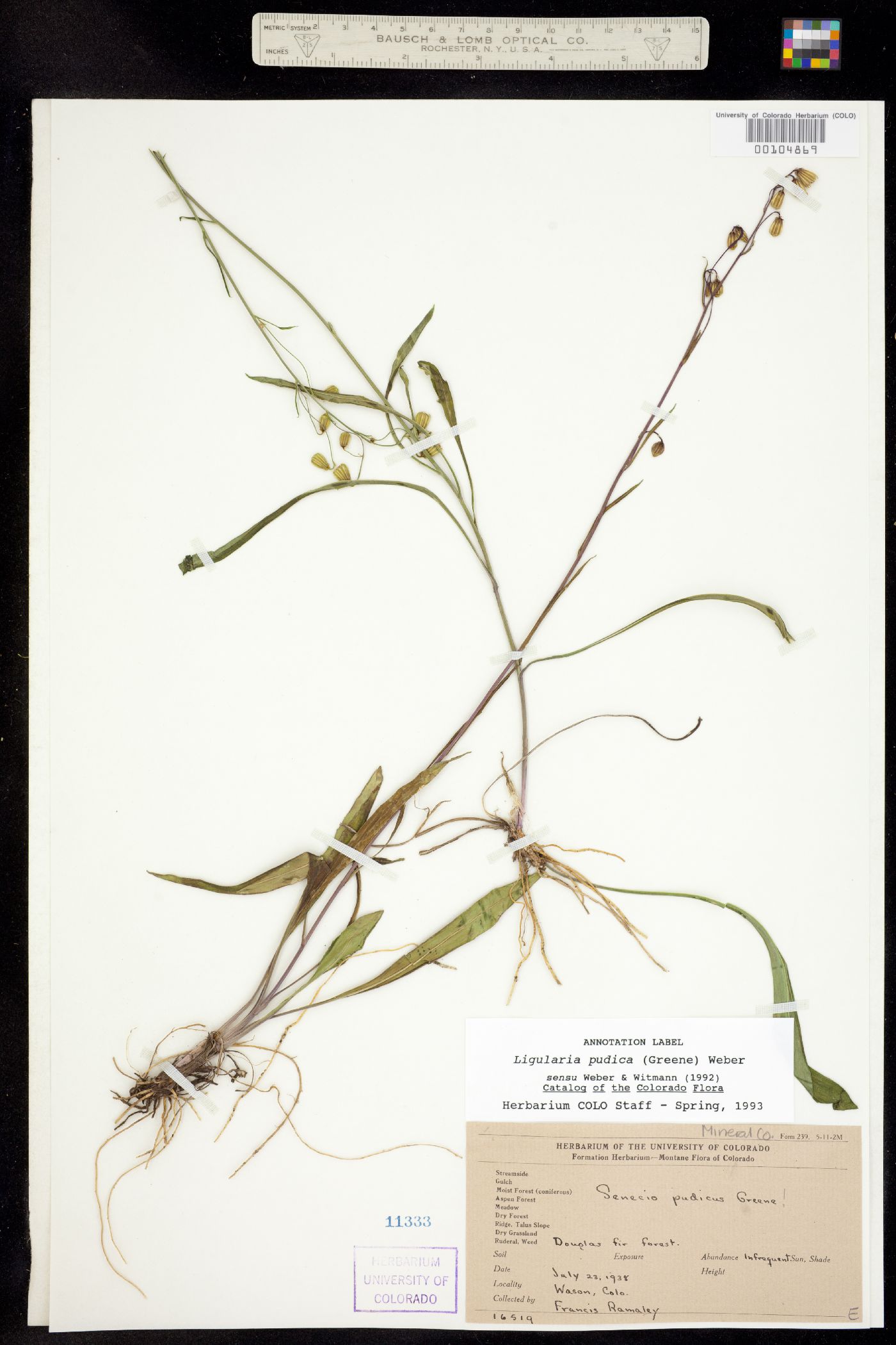 Senecio pudicus image
