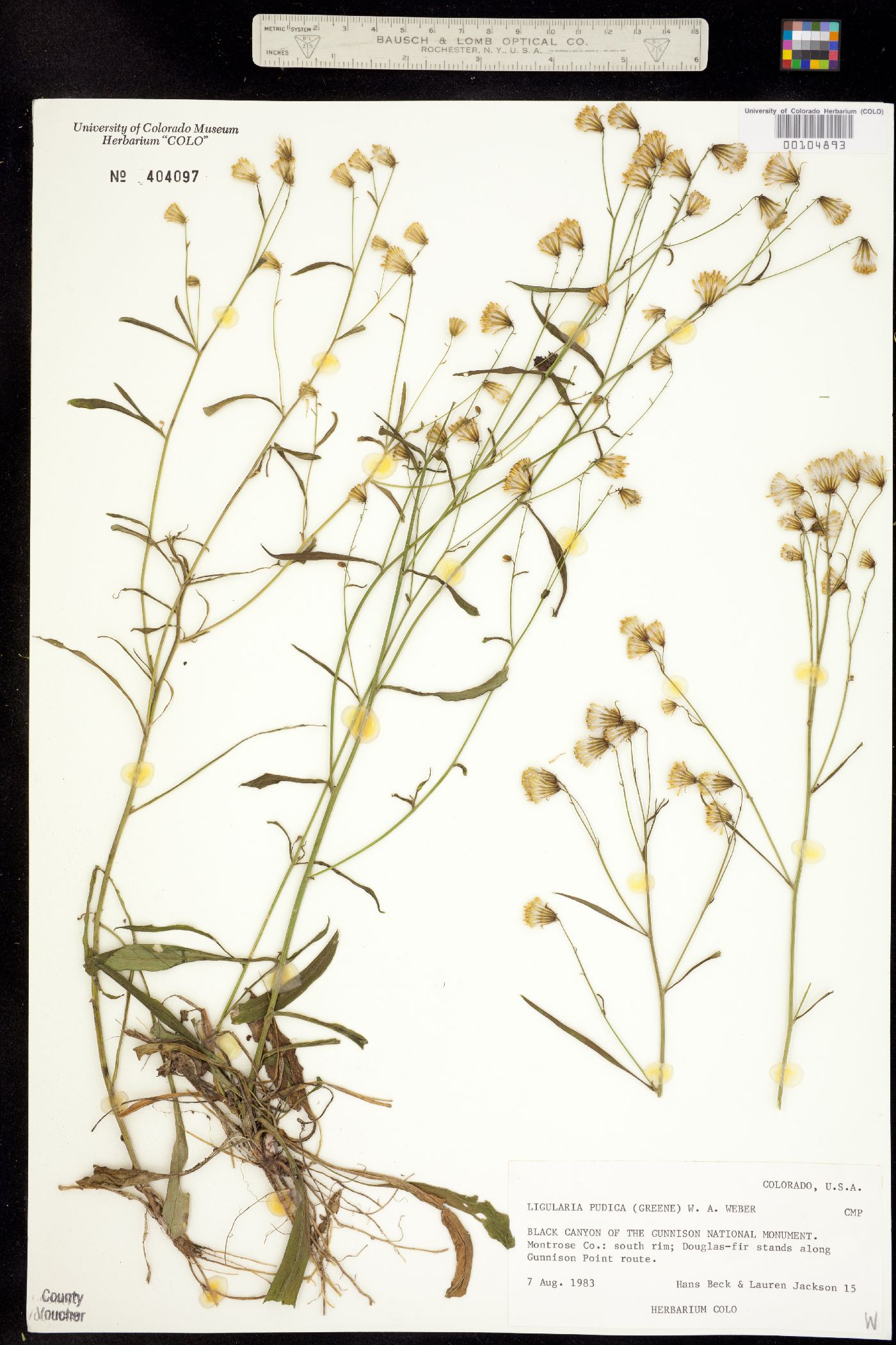 Senecio pudicus image
