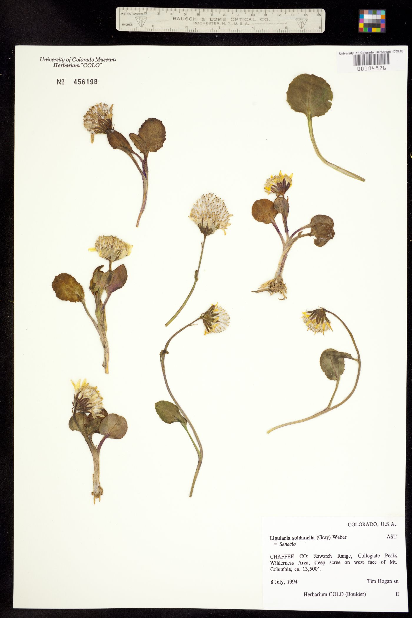 Senecio soldanella image